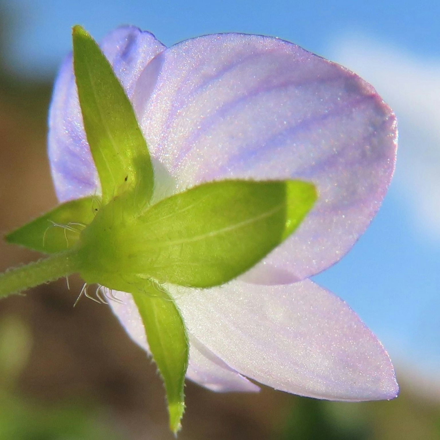 Acercamiento de un pétalo de flor púrpura y hojas verdes