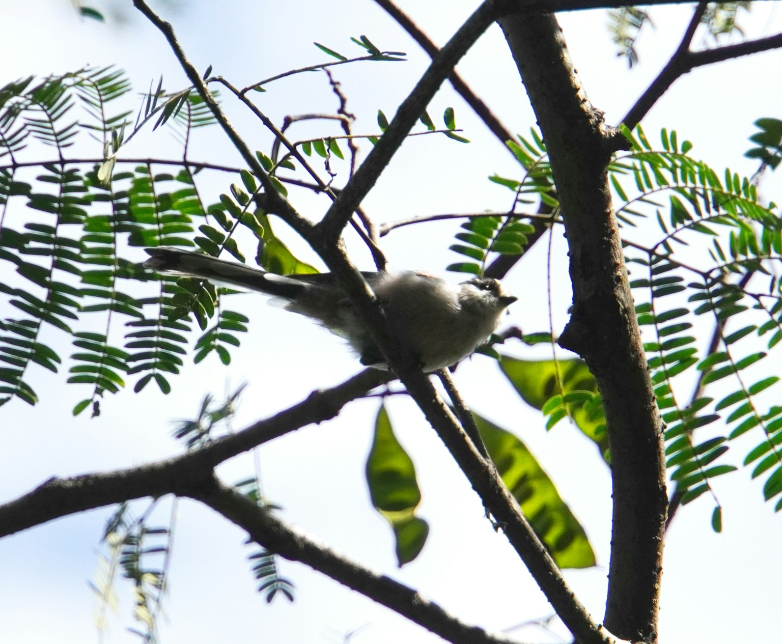 Small bird silhouette perched on a branch with green leaves in the background