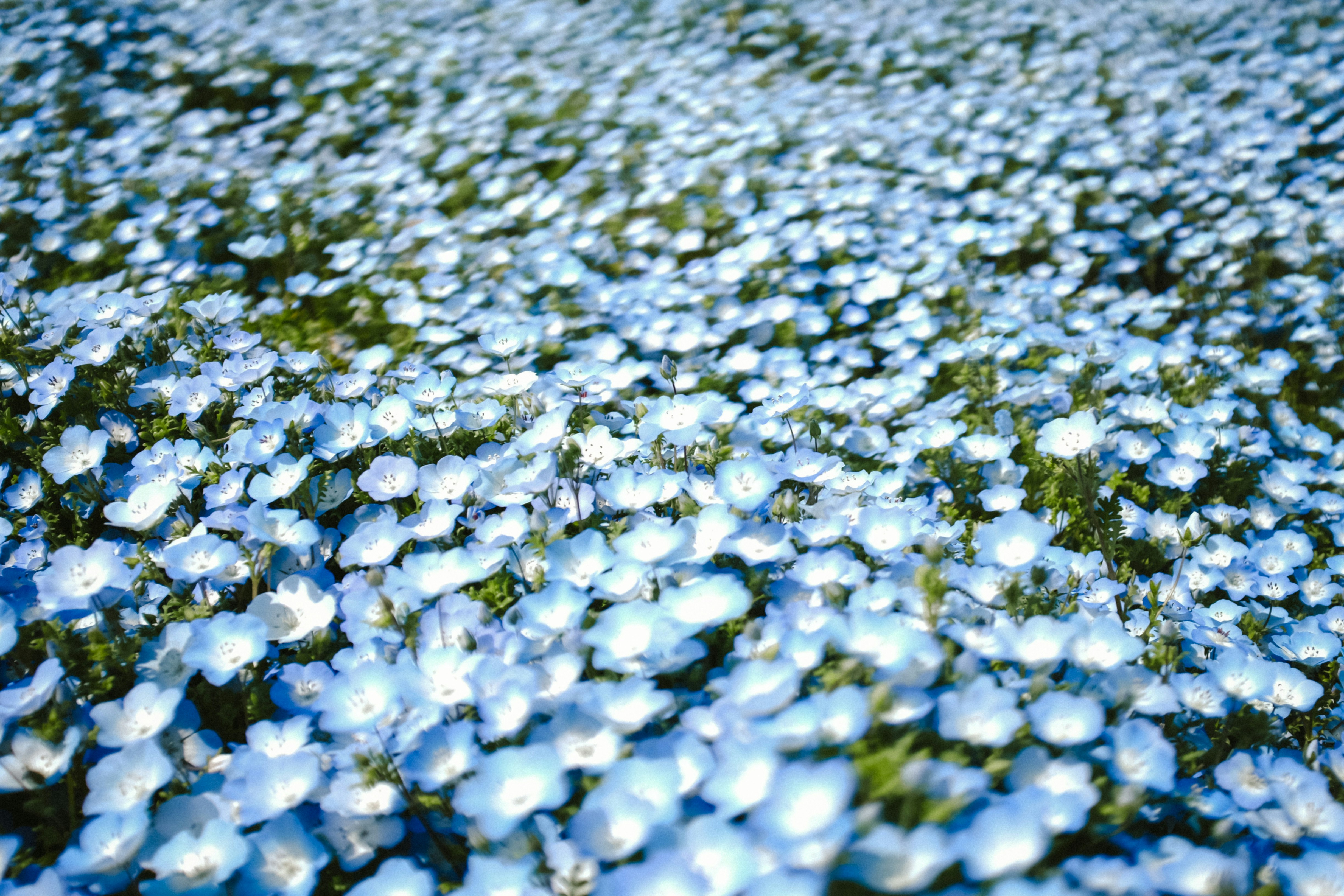 ทุ่งดอกไม้สีฟ้าบานสะพรั่งใต้ท้องฟ้าโปร่งใส