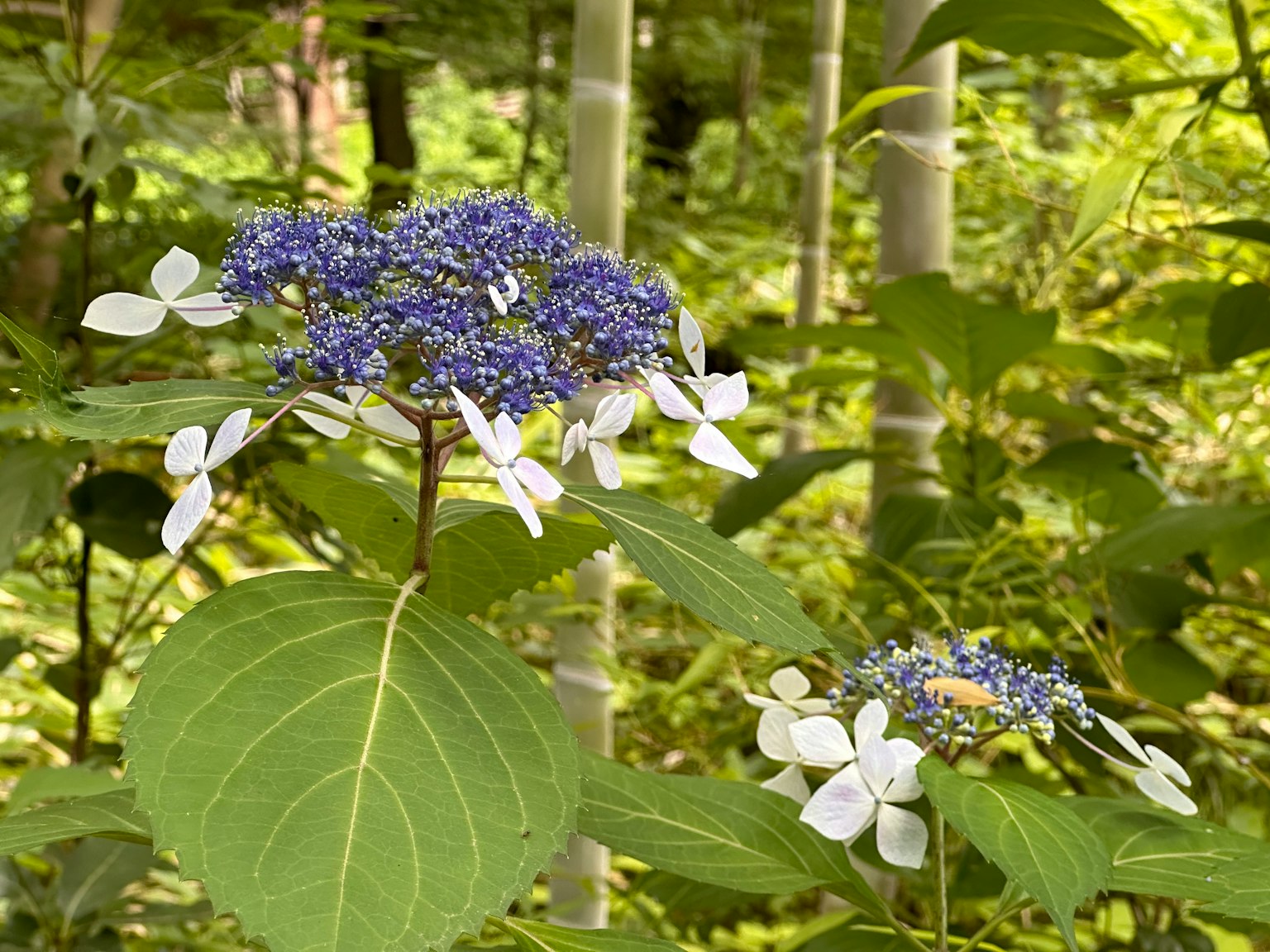 Pflanze mit blauen und weißen Blumen vor grünem Hintergrund