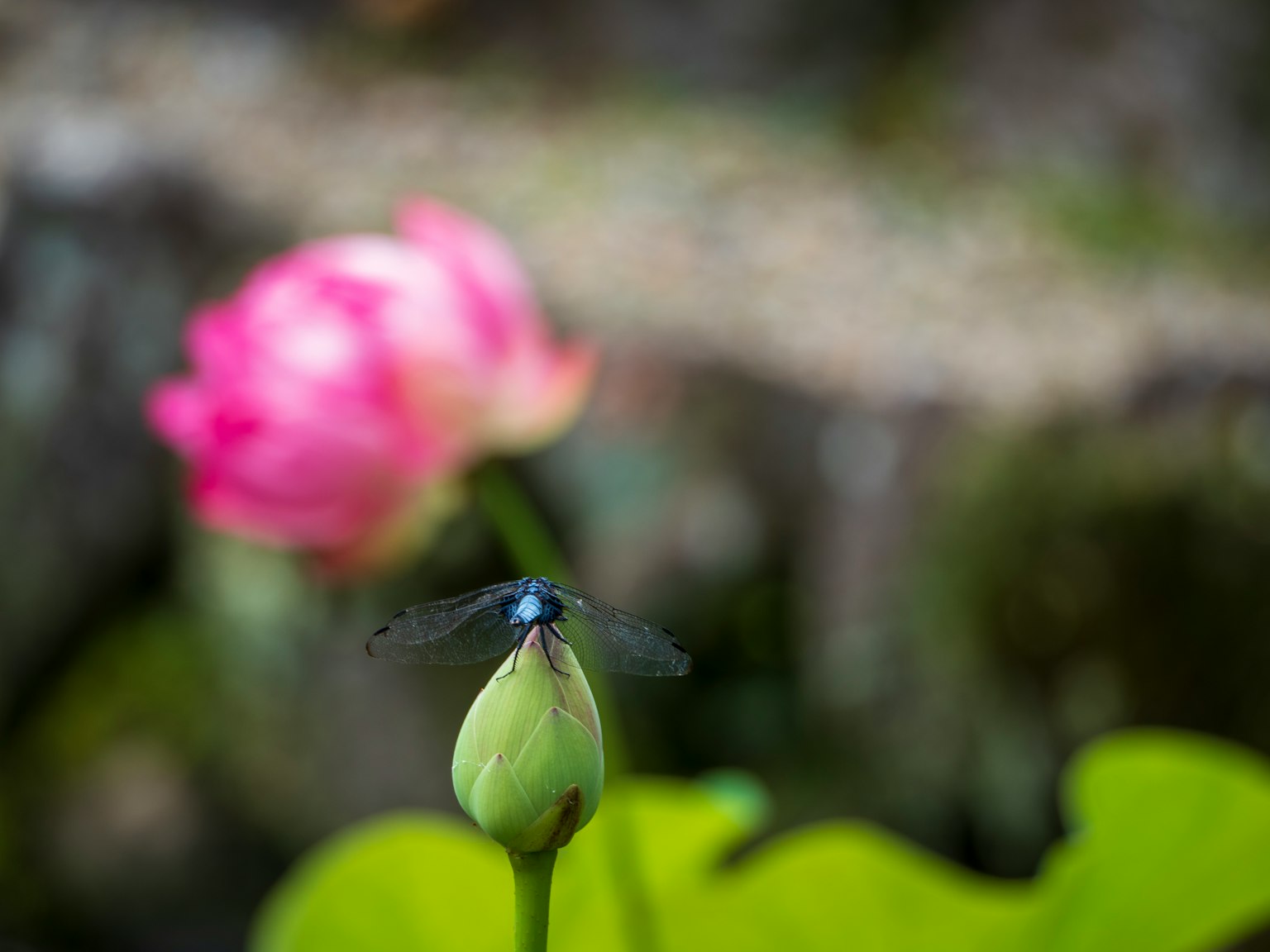 Libélula azul posada en una hoja de nenúfar con una flor de loto rosa al fondo