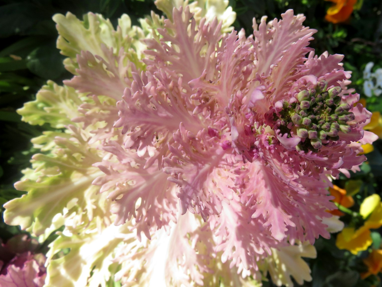 一朵美麗的花，鮮豔的粉紅色和奶油色的葉子重疊