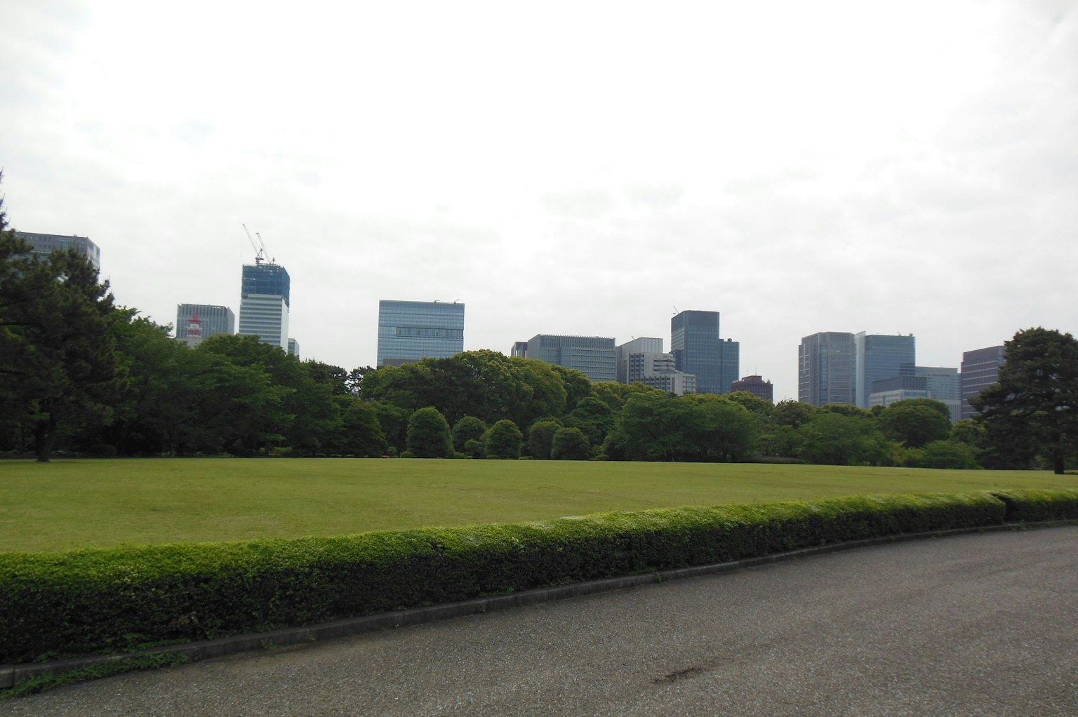 郁郁蔥蔥的公園與現代摩天大樓的天際線