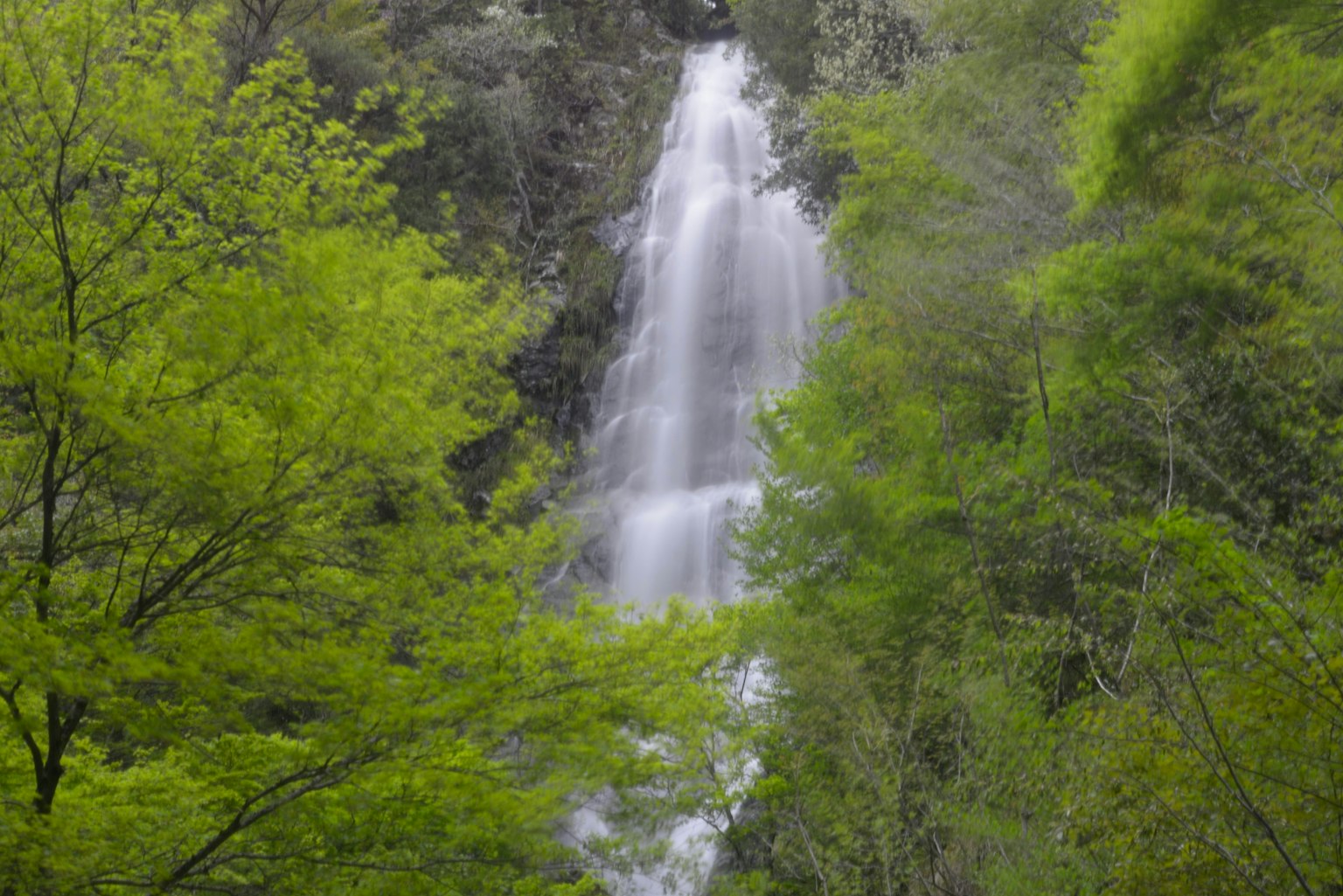 Belle cascade entourée d'arbres verts luxuriants