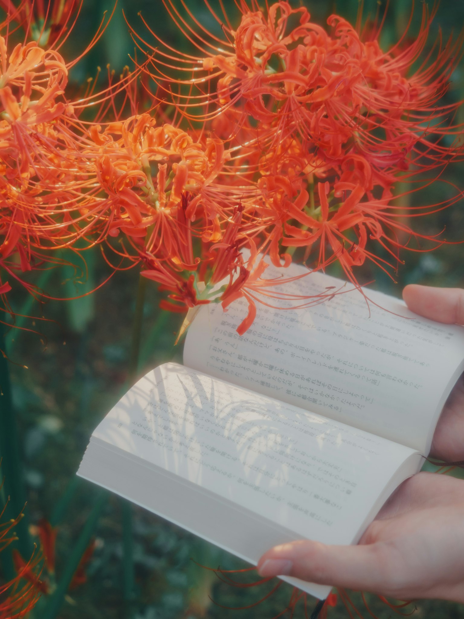 Una mano che tiene un libro aperto con fiori rossi vivaci sullo sfondo