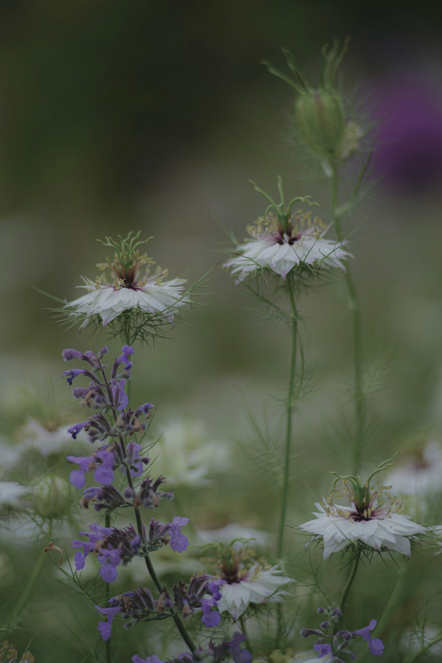 Una escena natural con flores blancas y flores moradas