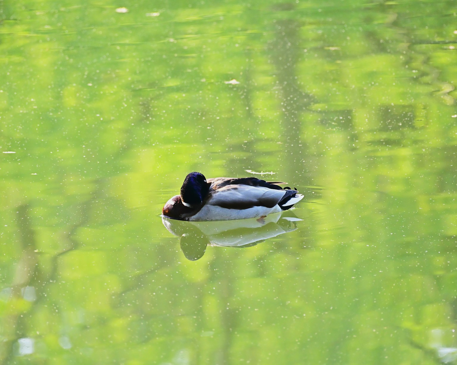 Un canard flottant sur une surface de étang vert