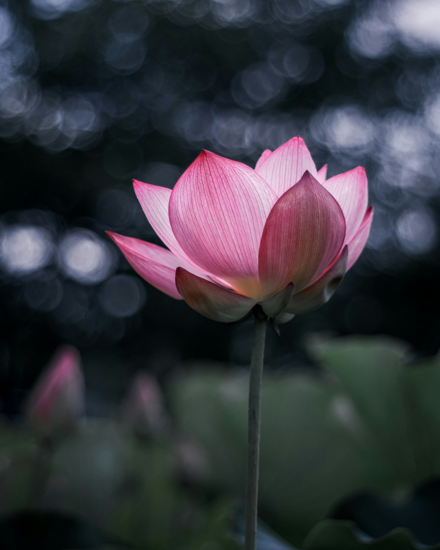 A beautiful pink lotus flower blooming against a softly blurred green background