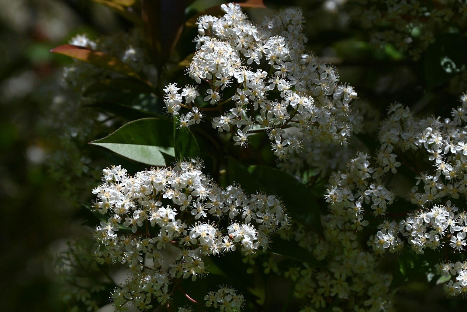 Close-up of a plant with blooming white flowers