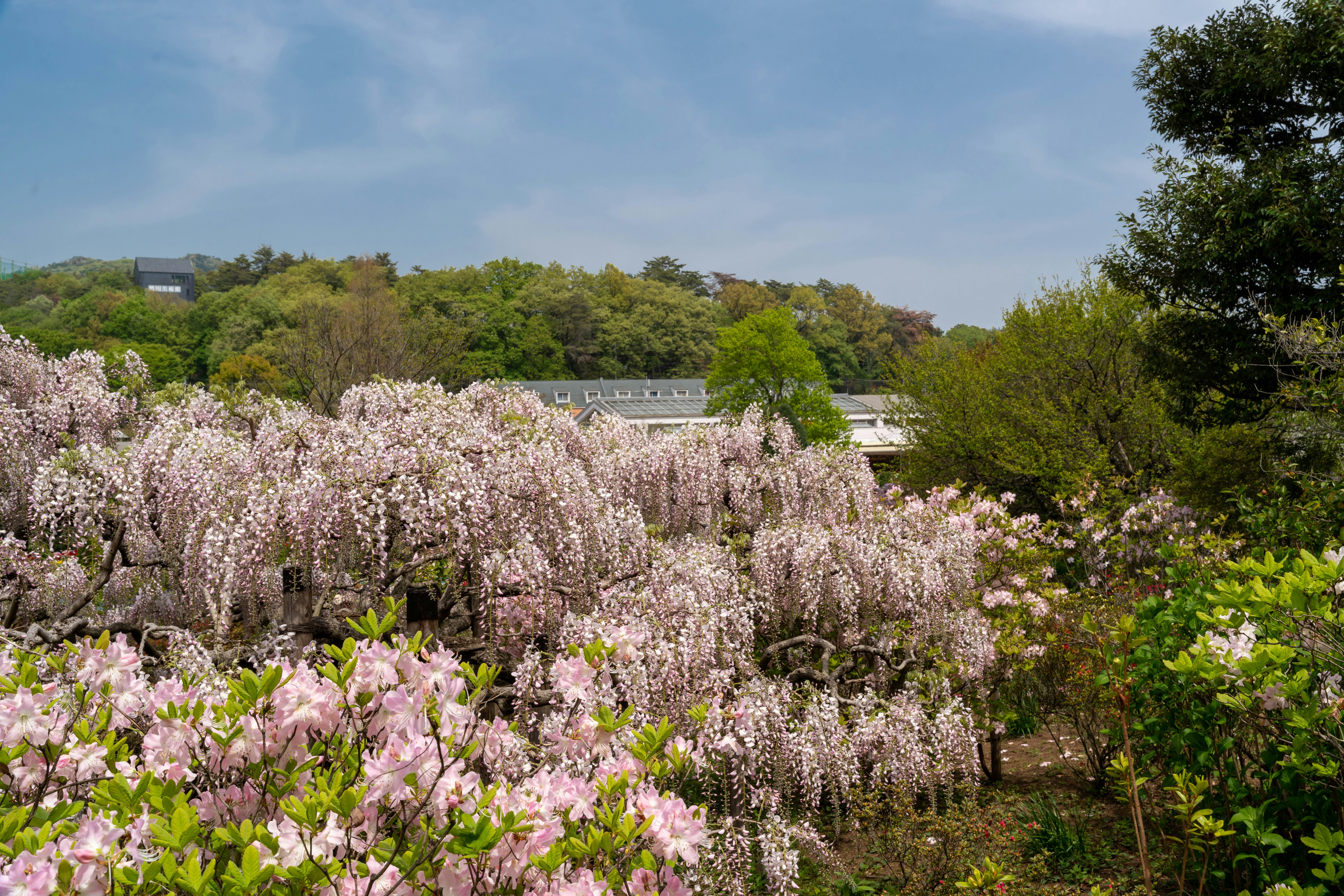 春の花が咲き誇る庭園の小道と緑の木々