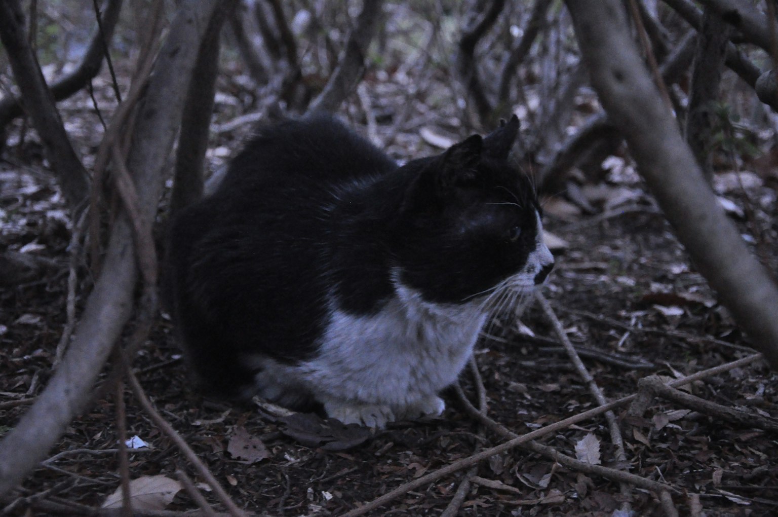Black and white cat hiding in a dark forest