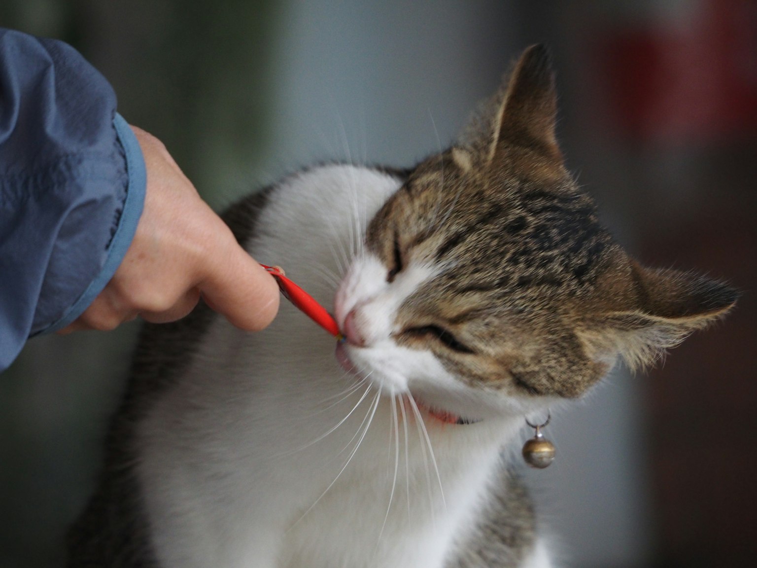 一只猫试图用嘴抓住一个红色玩具