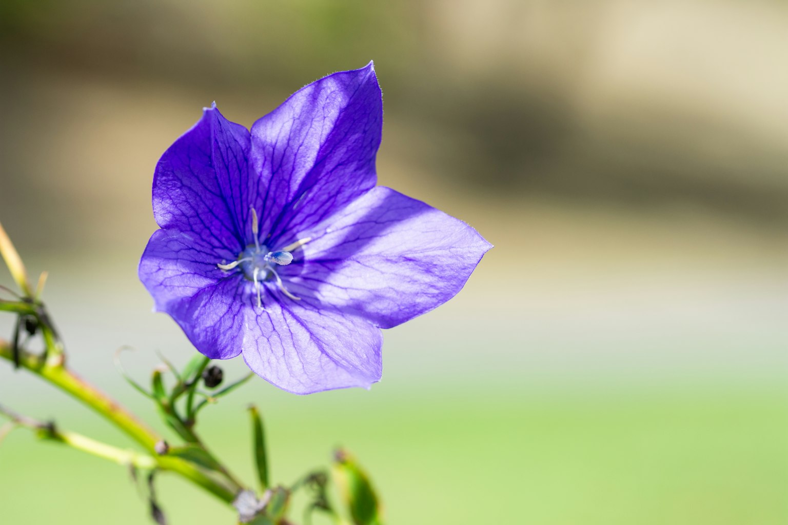 Gros plan d'une fleur violette vibrante avec un fond vert