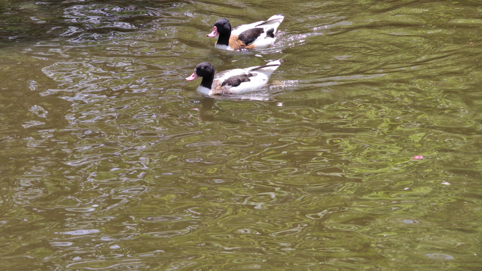 Two ducks swimming on the water with black and white feathers