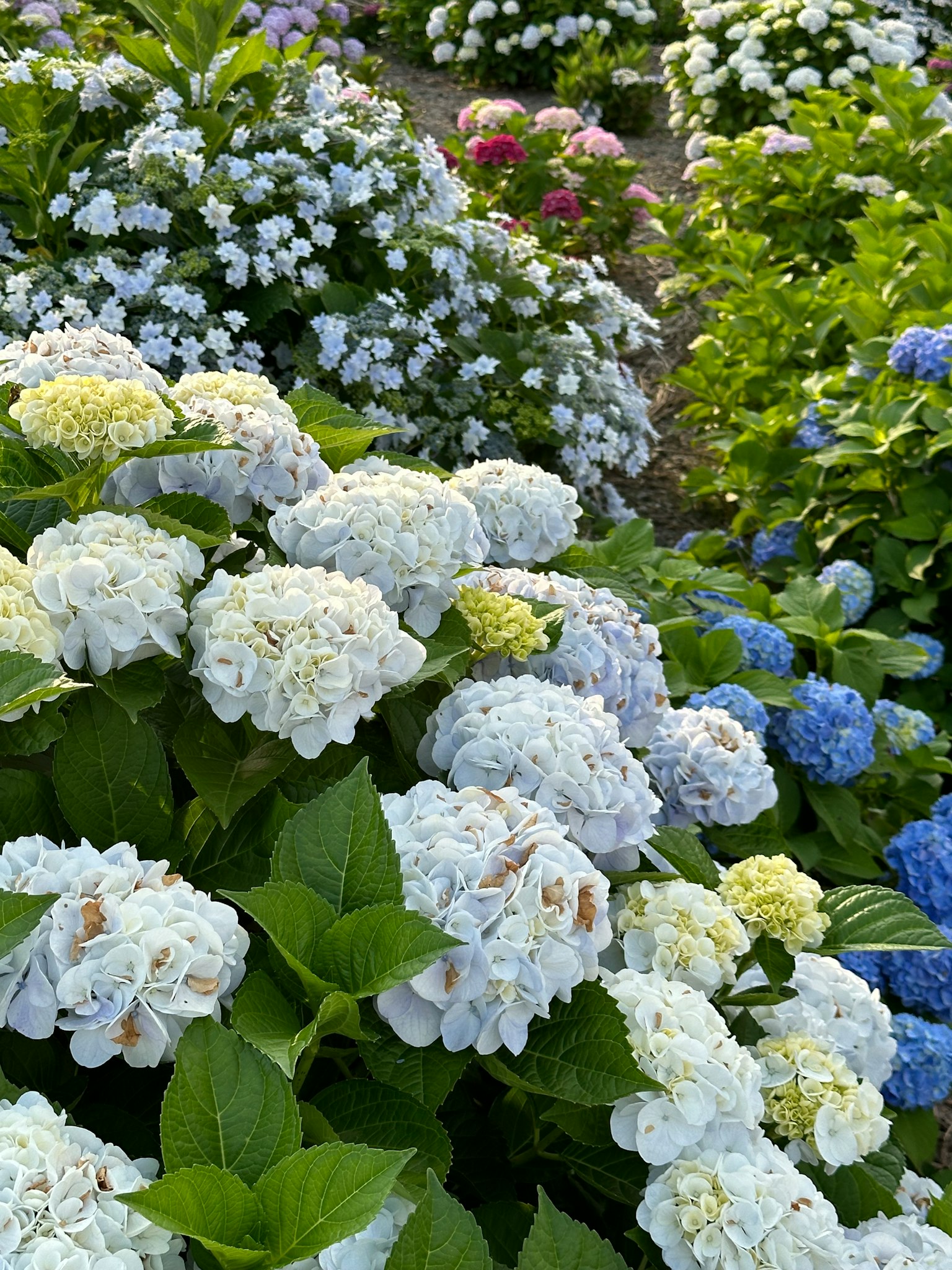 一個盛開藍色和白色繡球花的花園場景