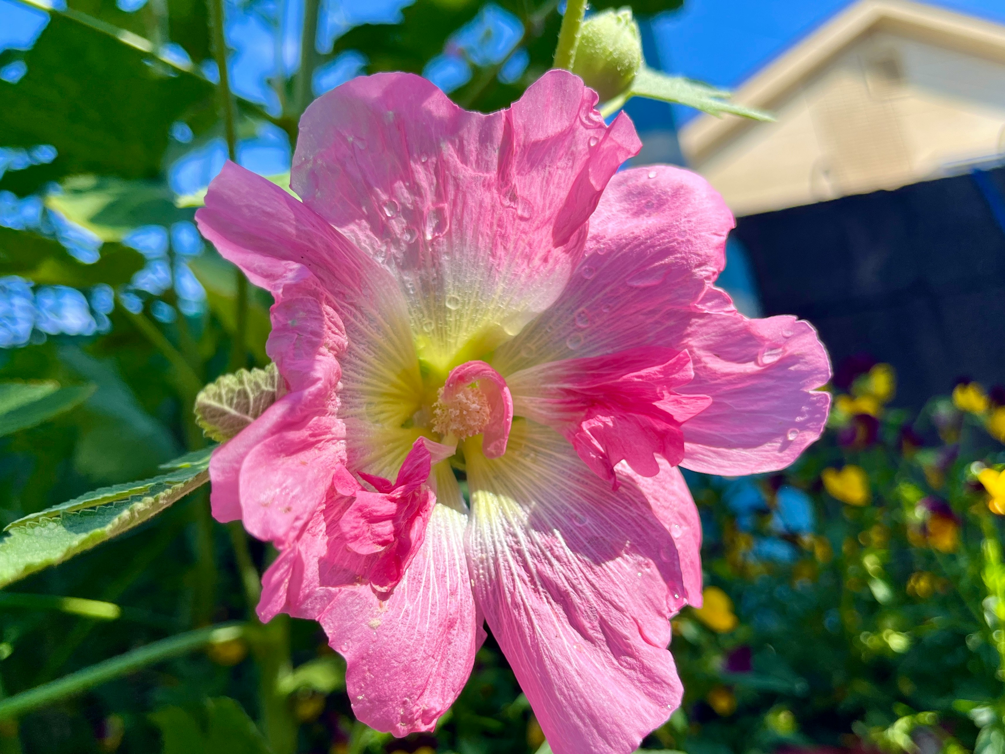 ピンクの花が咲く庭の花壇のクローズアップ
