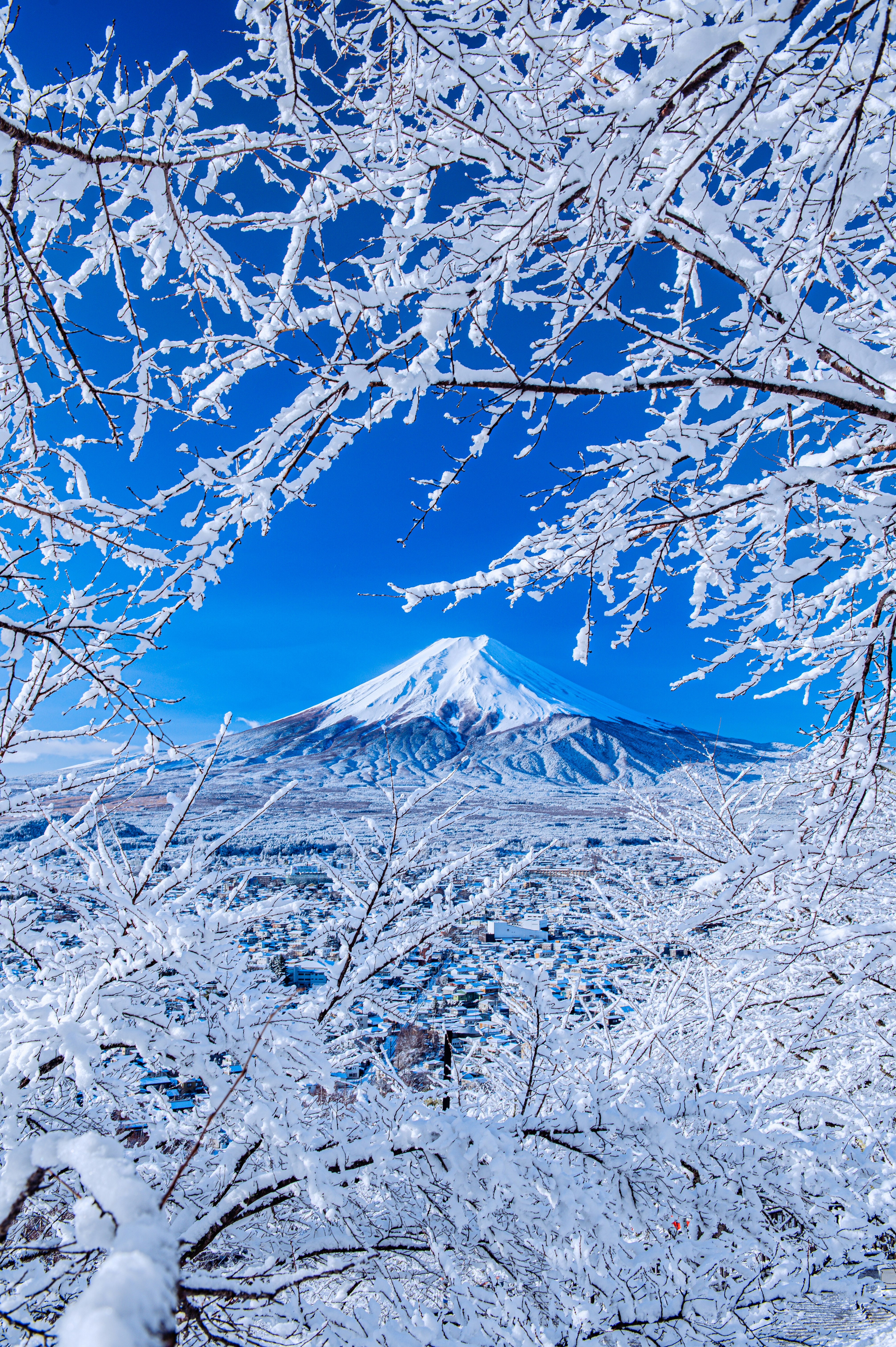 雪の枝に囲まれた額縁構図の山景色