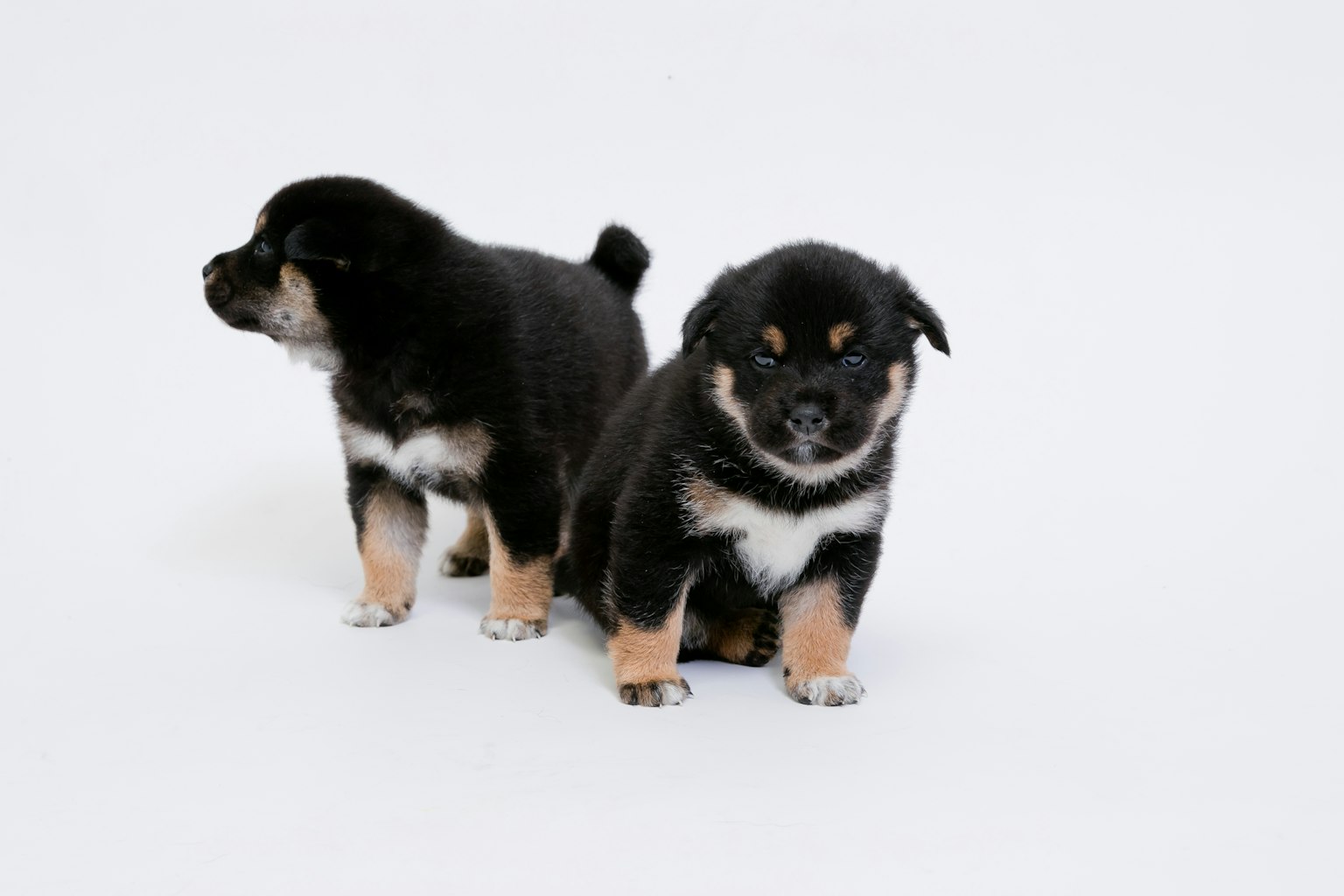 Dos cachorros negros con marcas blancas de pie frente a un fondo blanco