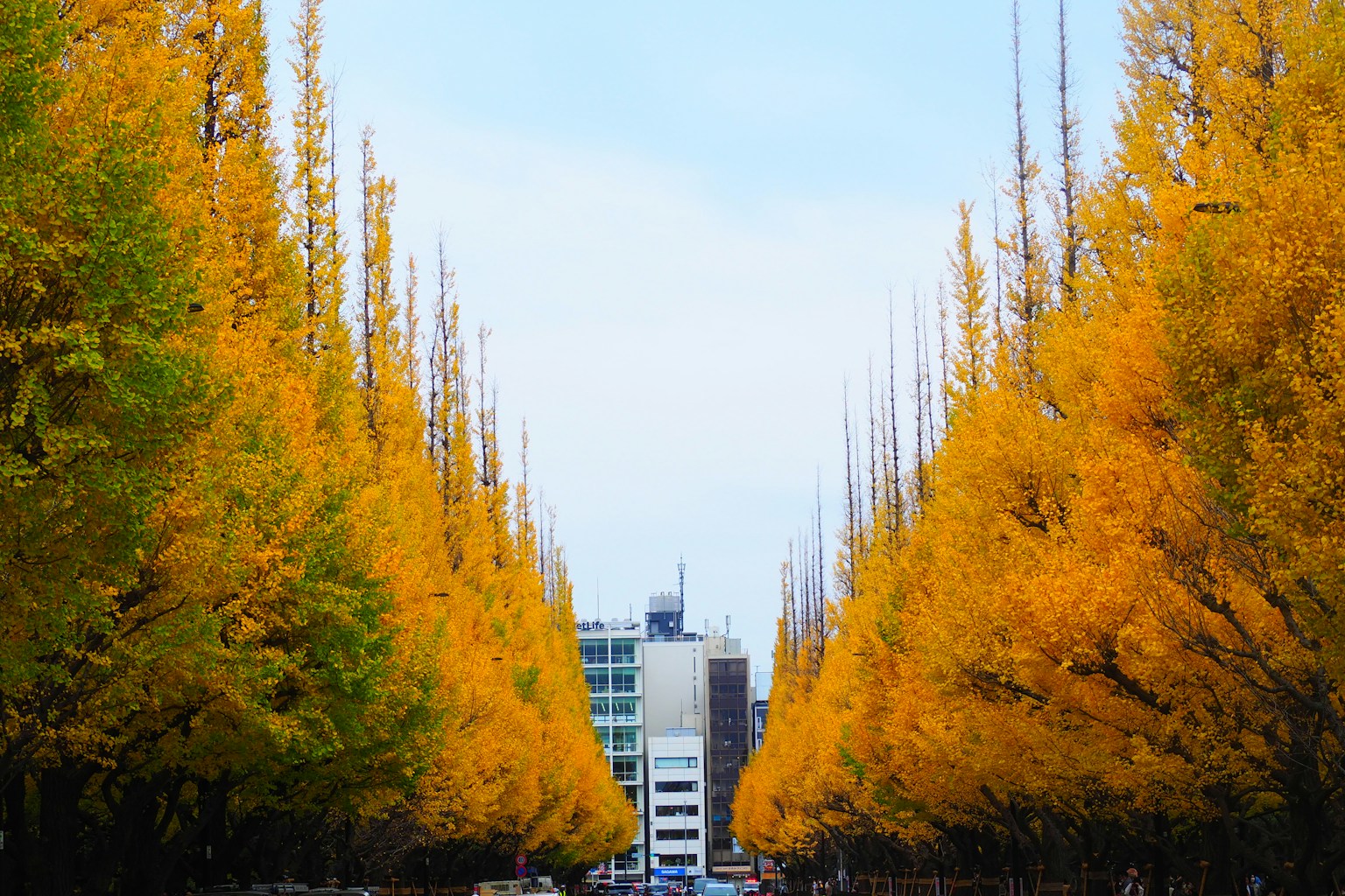 Autumn ginkgo tree avenue with city building in the background