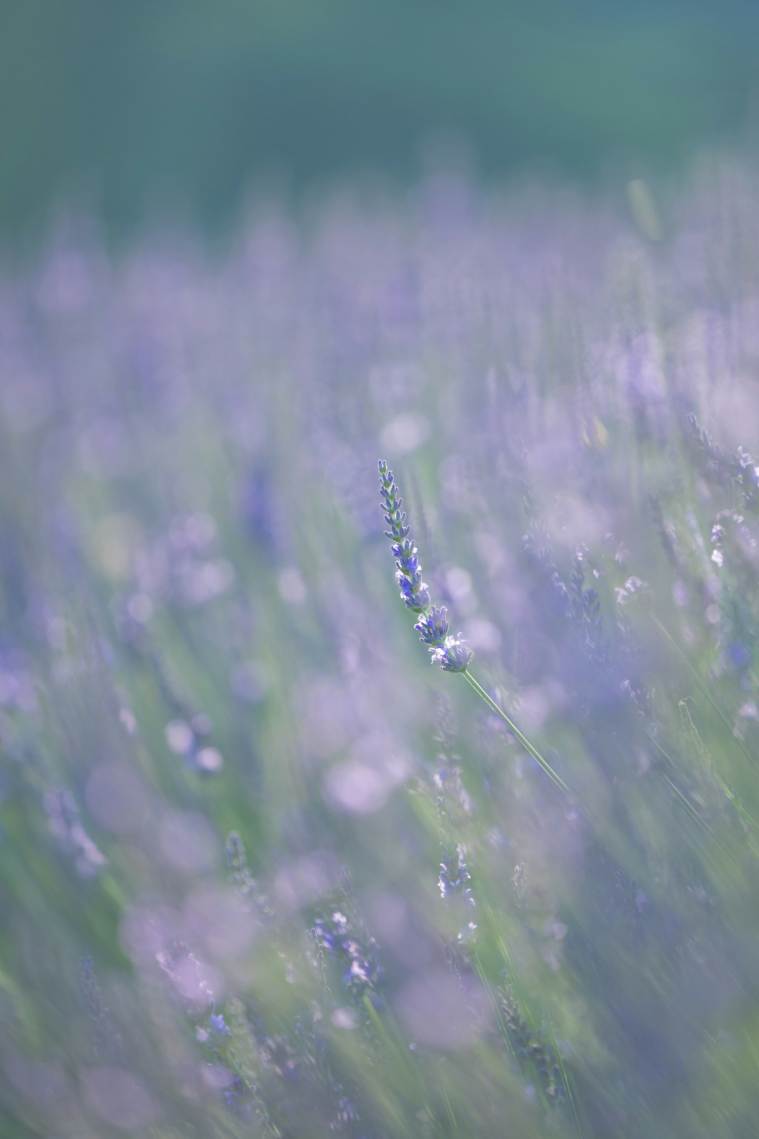 ภาพเบลอของทุ่งลาเวนเดอร์ที่มีดอกไม้สีม่วงและหยดน้ำค้าง