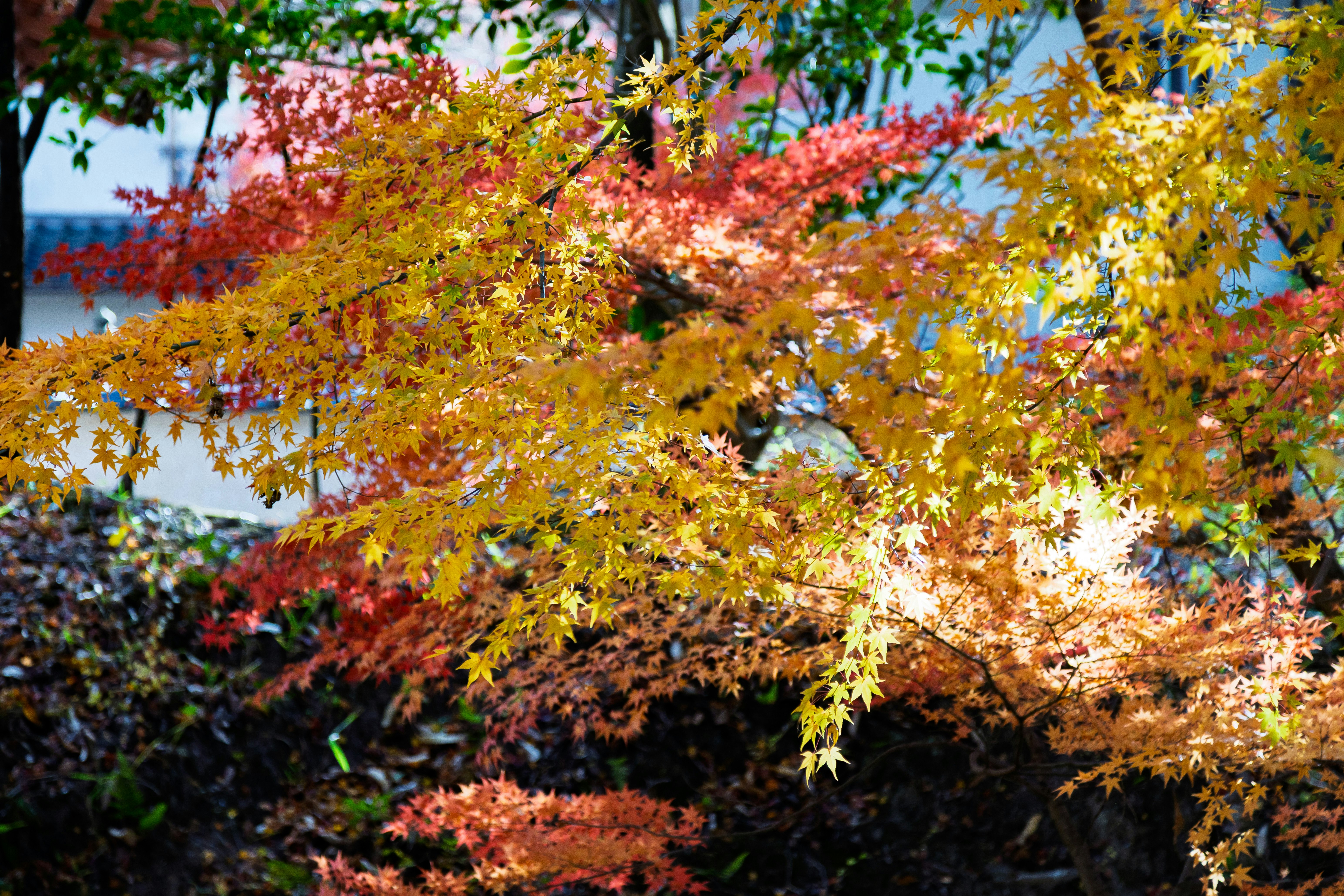 色とりどりの紅葉が枝先に広がる庭の景色