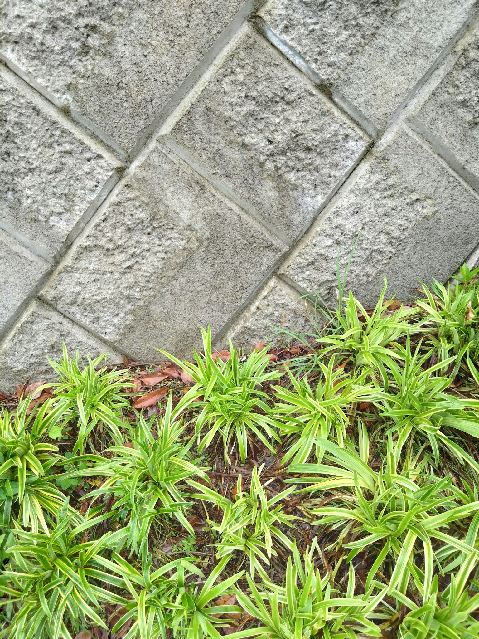 Green grass contrasting with a textured concrete wall