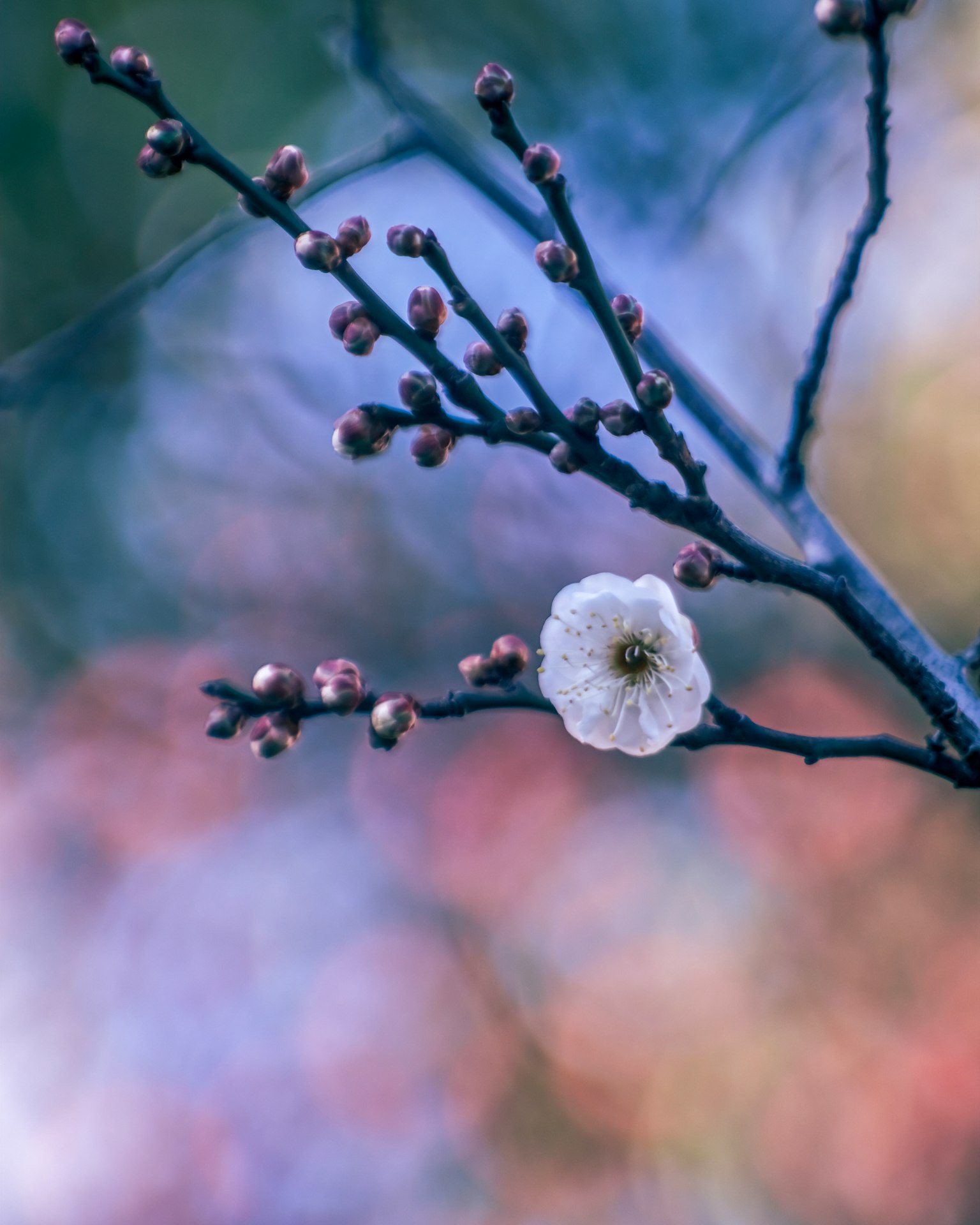 Un ramo con un fiore in fiore e gemme su uno sfondo colorato sfocato