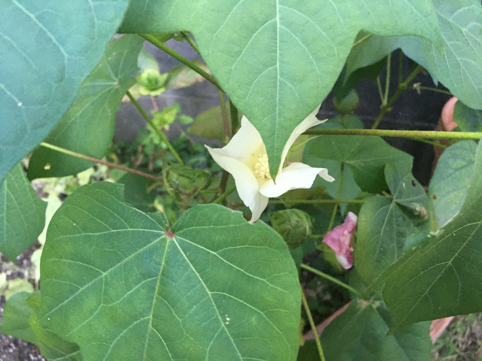 A plant image featuring a white flower surrounded by green leaves