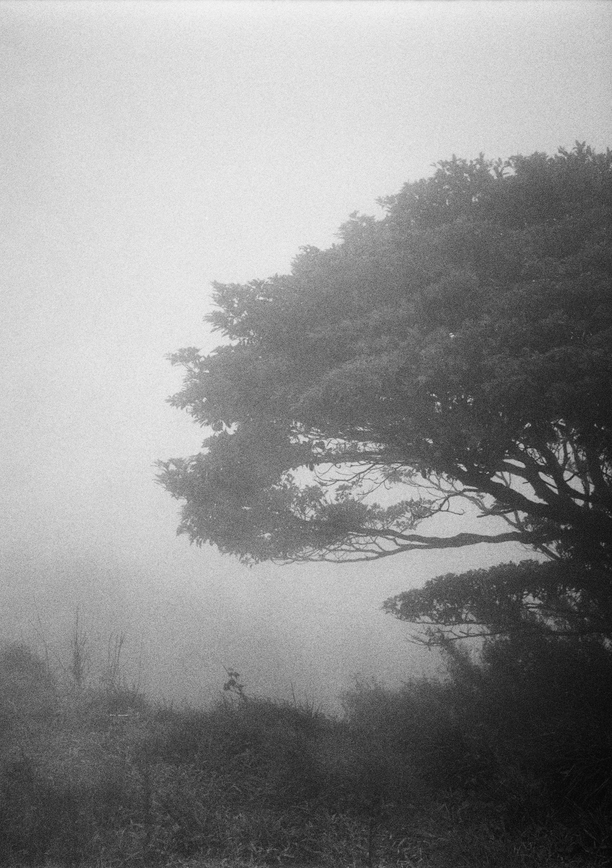 silhouette di un grande albero nella nebbia