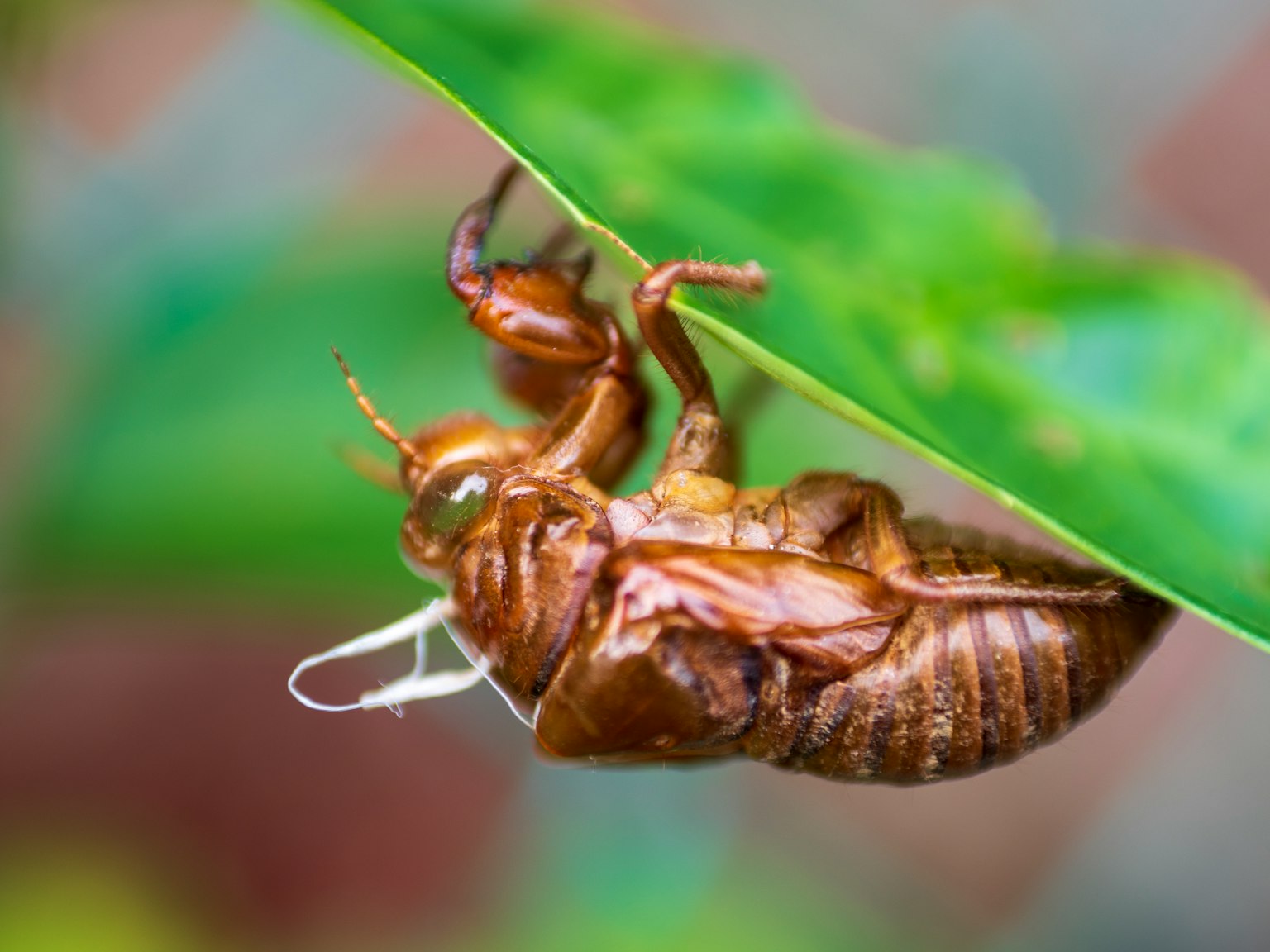 Ve sầu nâu treo dưới lá