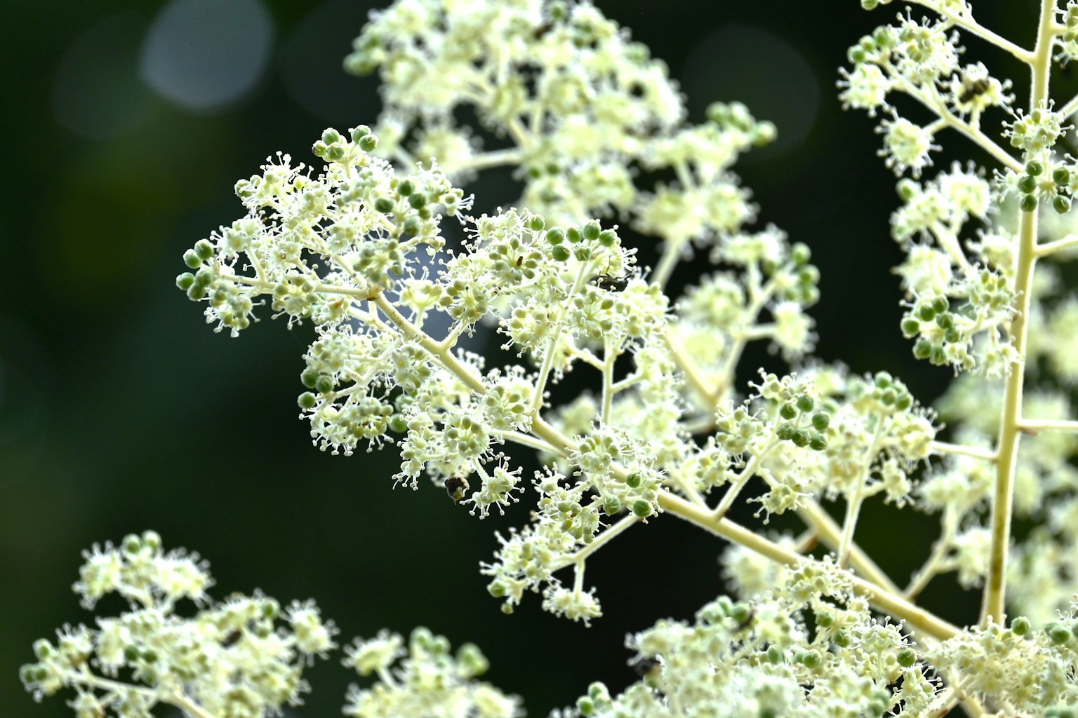 Primo piano di una pianta con gruppi di piccoli fiori bianchi