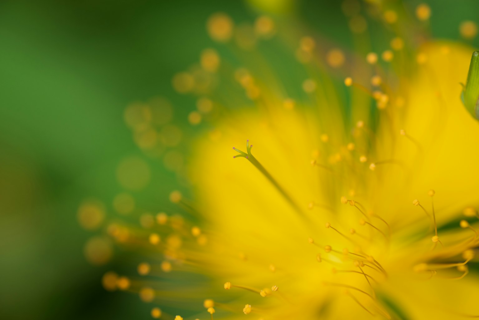 Primo piano di un fiore giallo vivace con particelle di polline visibili