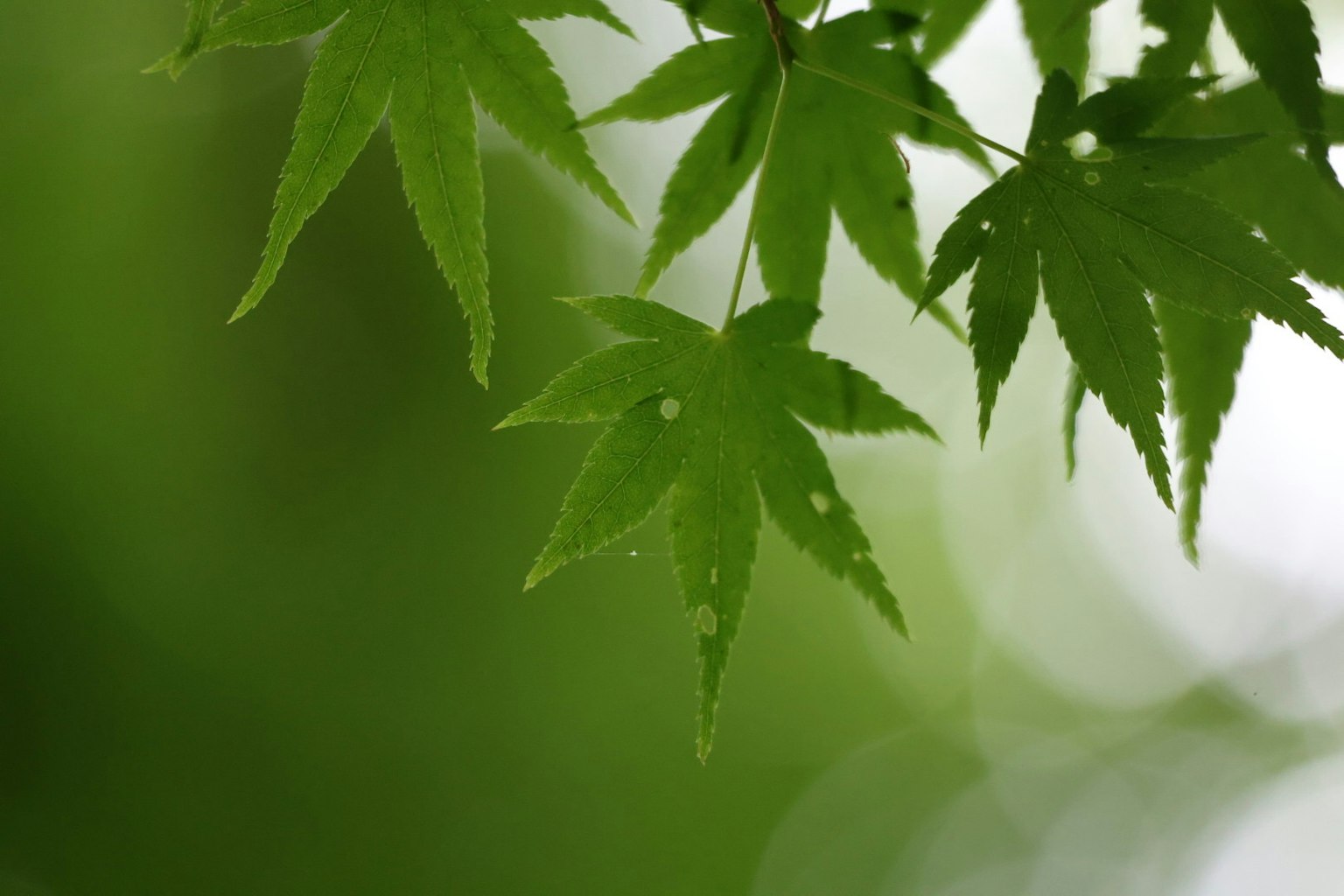 Close-up of green maple leaves with a soft bokeh background
