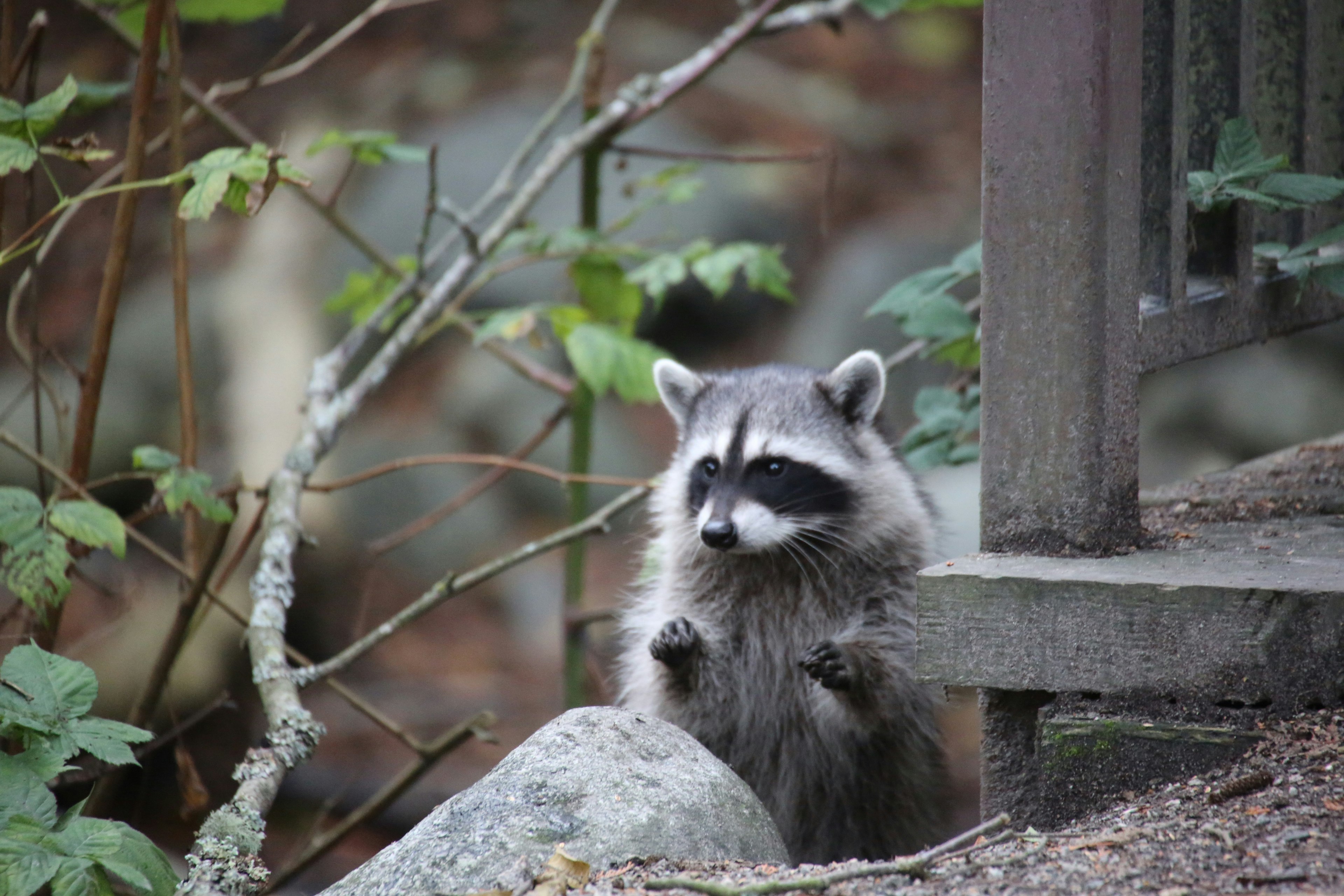raccoon-like animal sitting on a stone under a tree