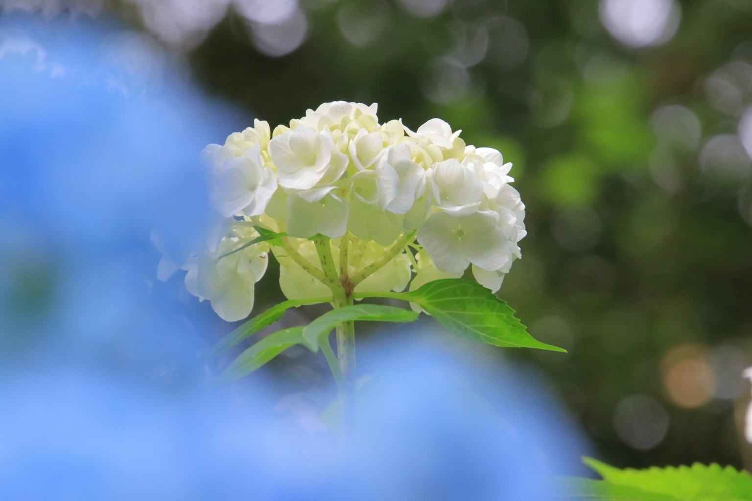 一朵白色的绣球花在蓝色花朵和绿色叶子背景下显得格外突出
