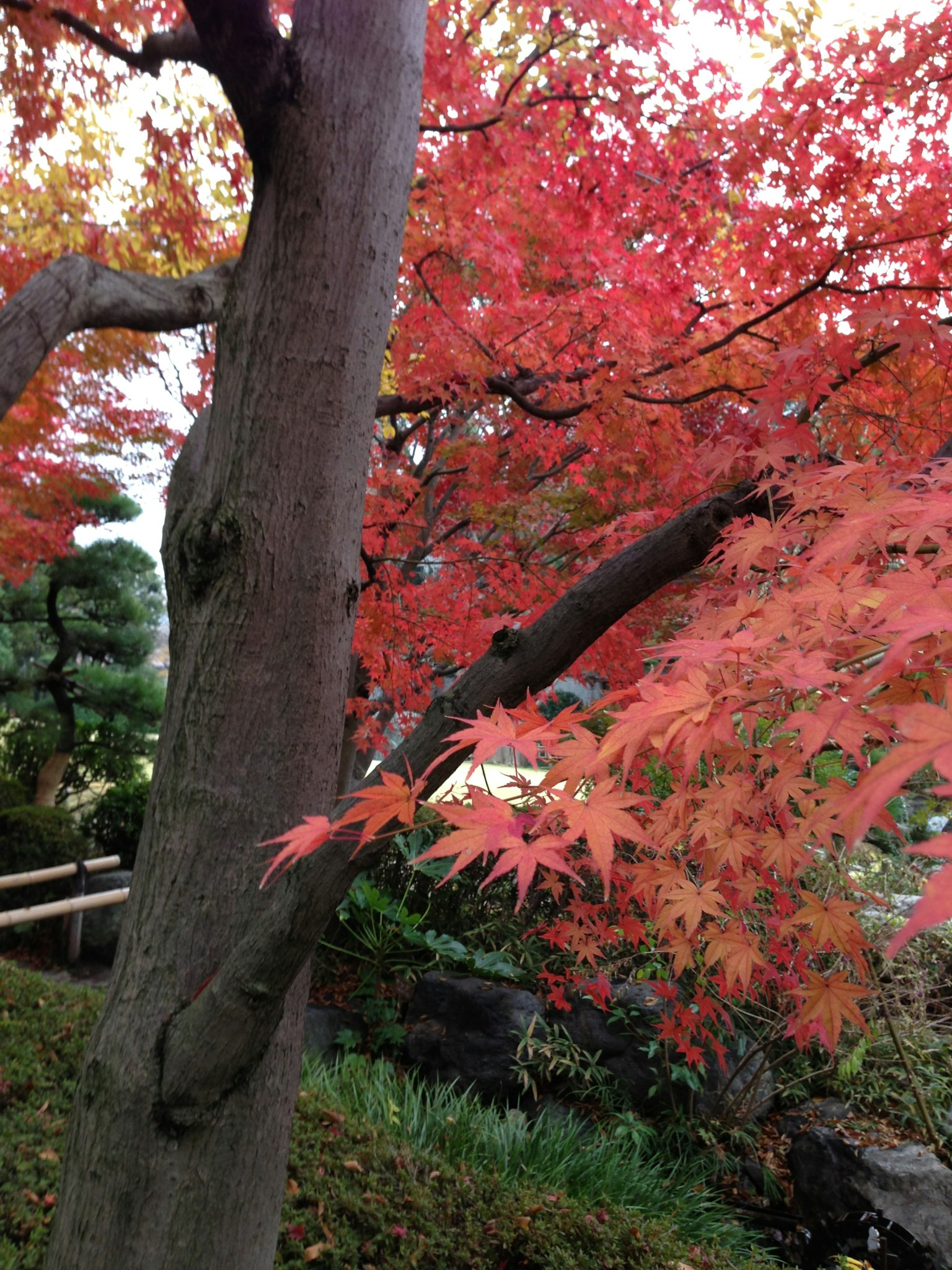 Vibrant red maple leaves on a tree branch and trunk