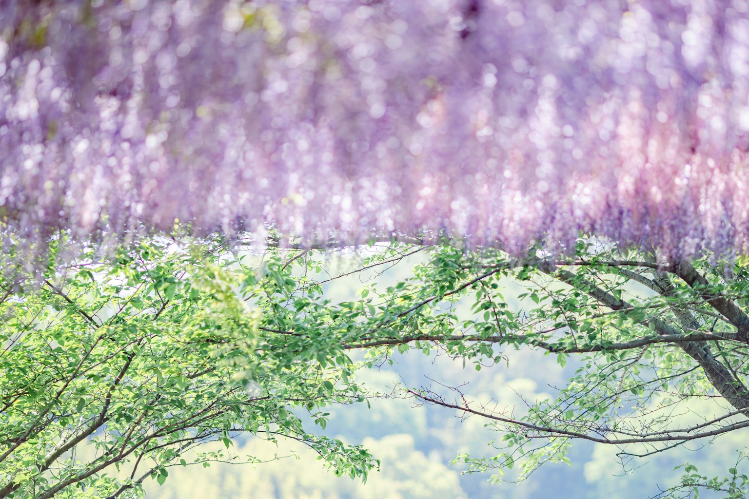 A landscape featuring purple wisteria flowers and green-leaved trees
