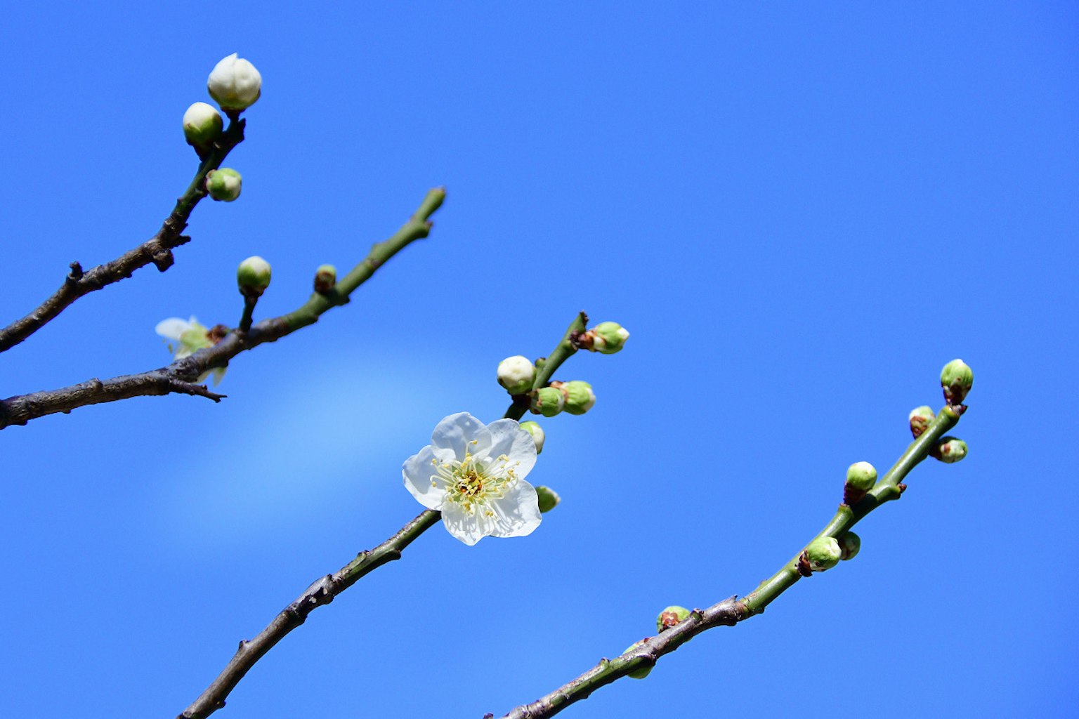 在晴朗藍天下的梅花枝條上有一朵白花和花苞