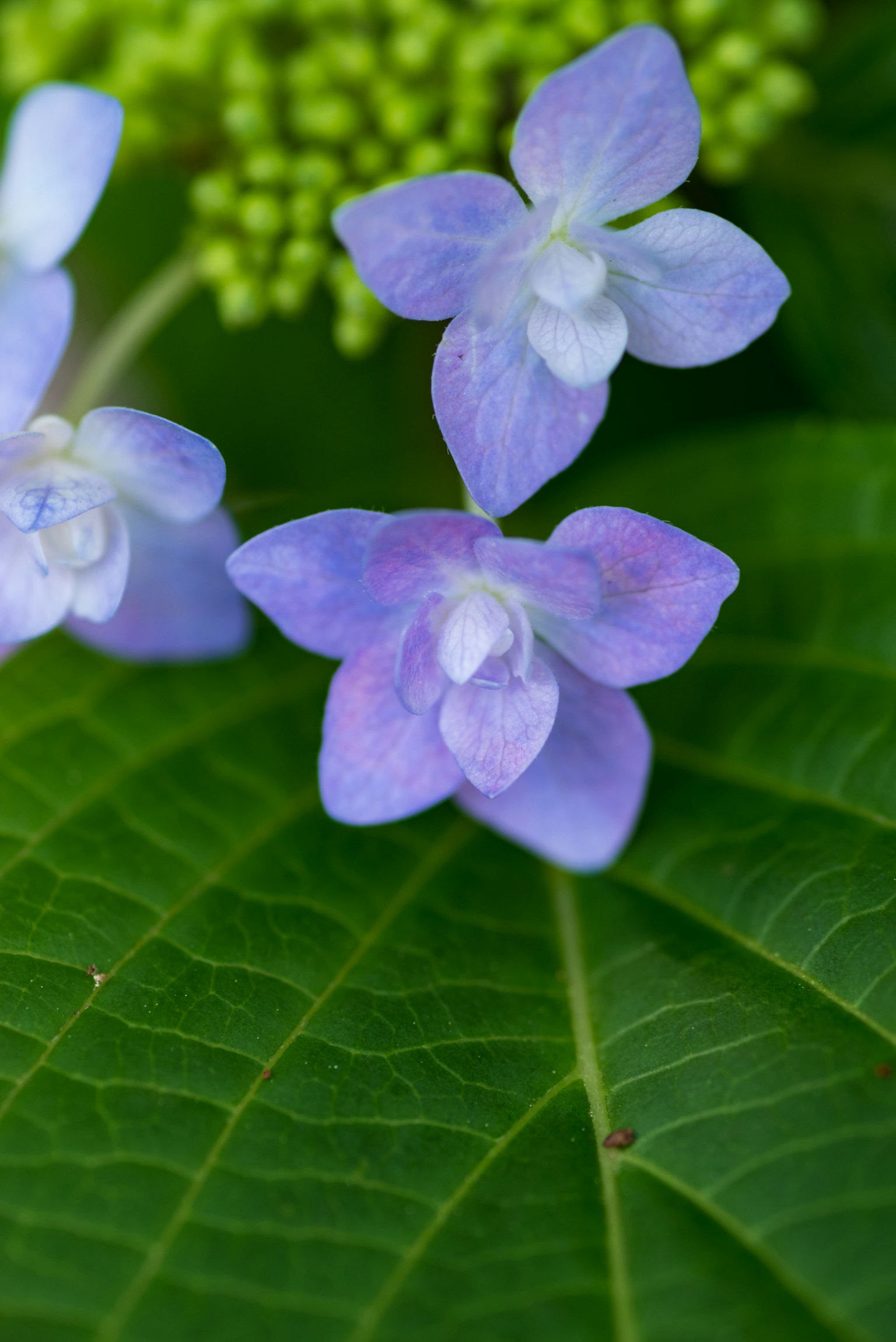Fleurs violettes claires reposant sur des feuilles vertes