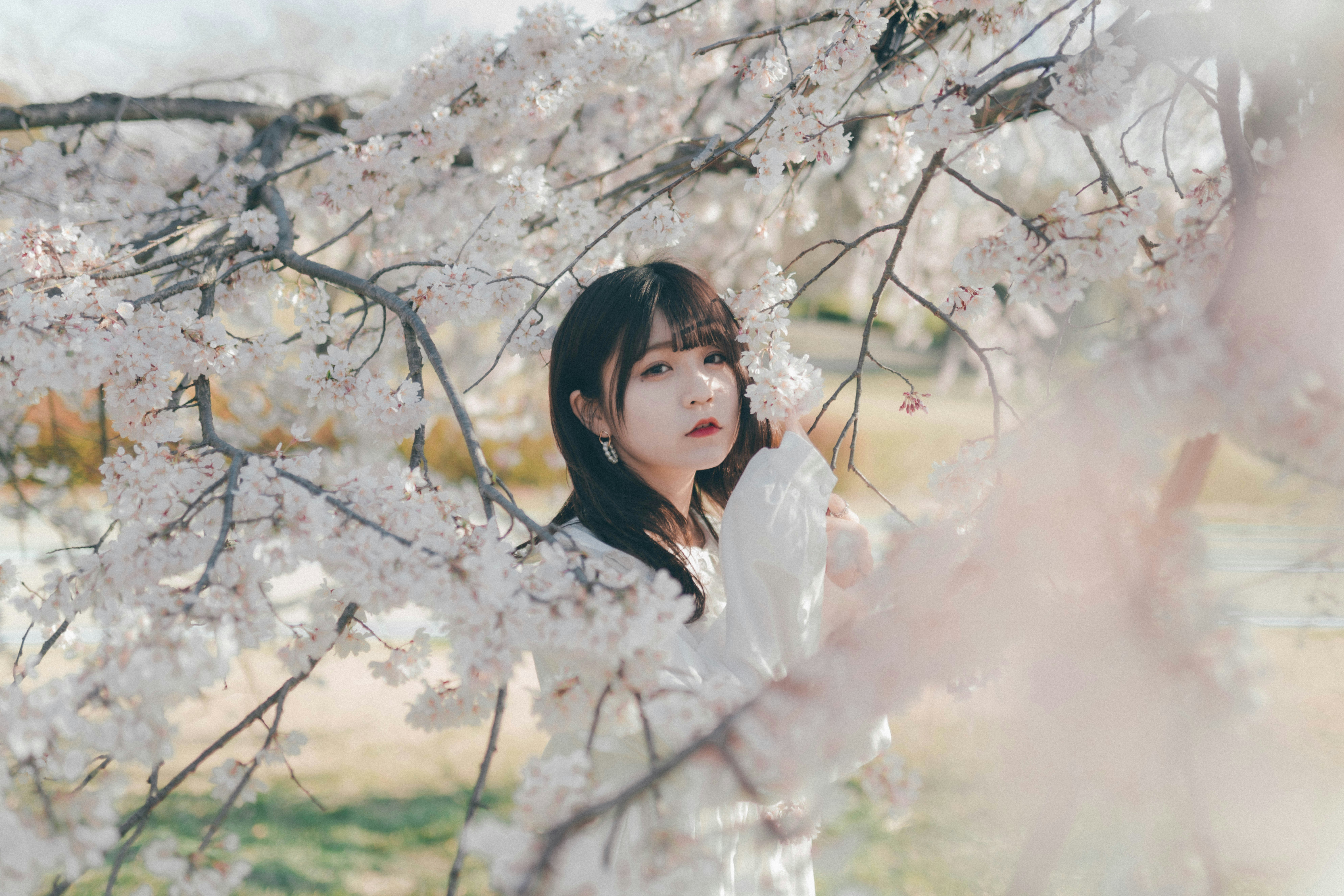 桜の枝の間に立つ女性
