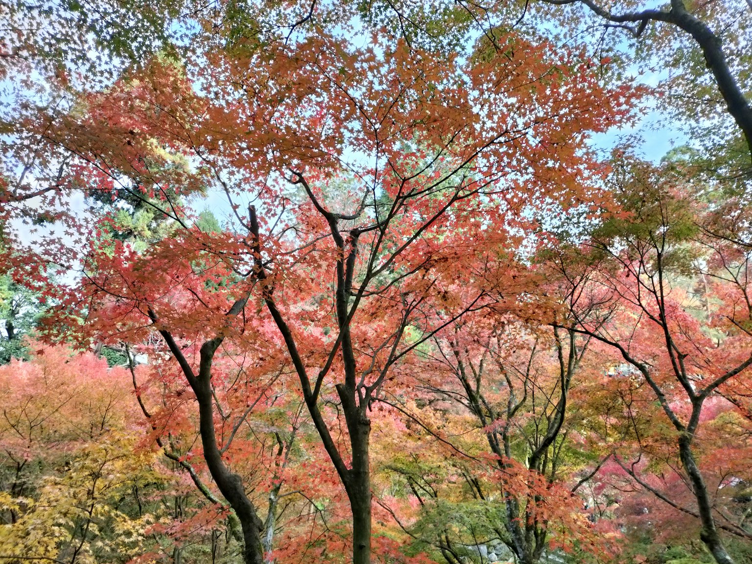ใบไม้ฤดูใบไม้ร่วงที่มีสีสันสดใสใต้ท้องฟ้าสีฟ้าใส