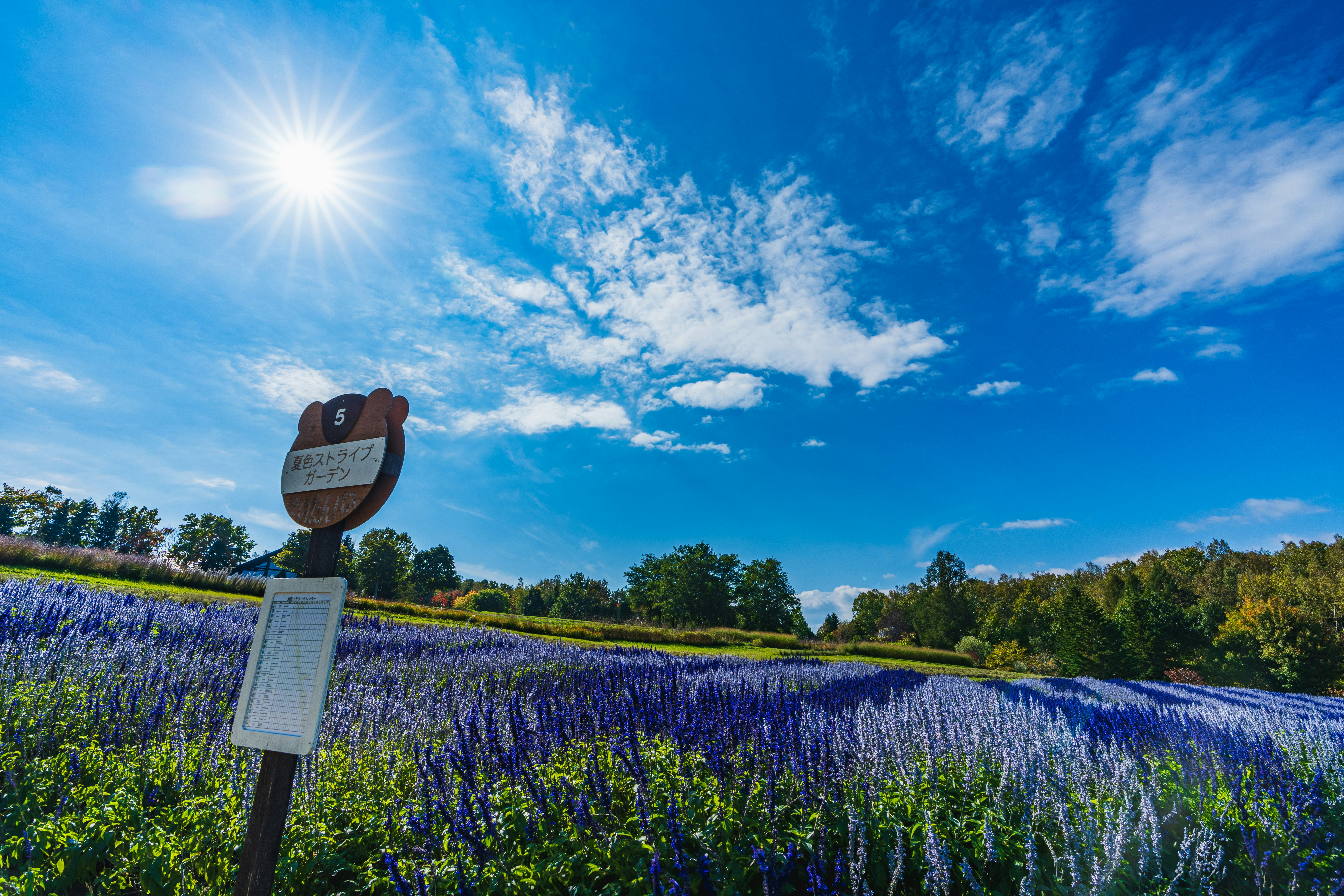 Purple flower field under a blue sky with a signpost