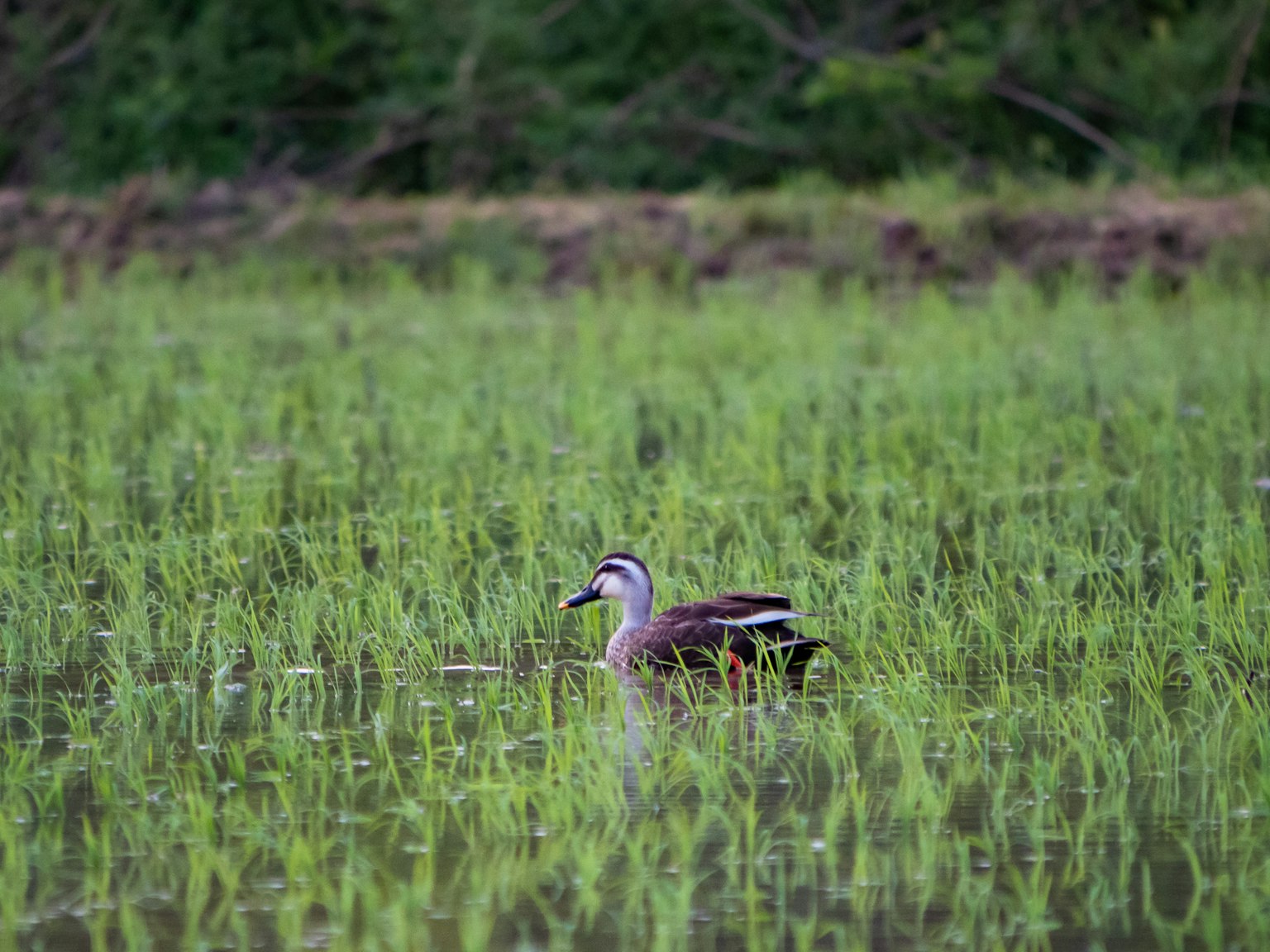 Bebek yang berenang di sawah