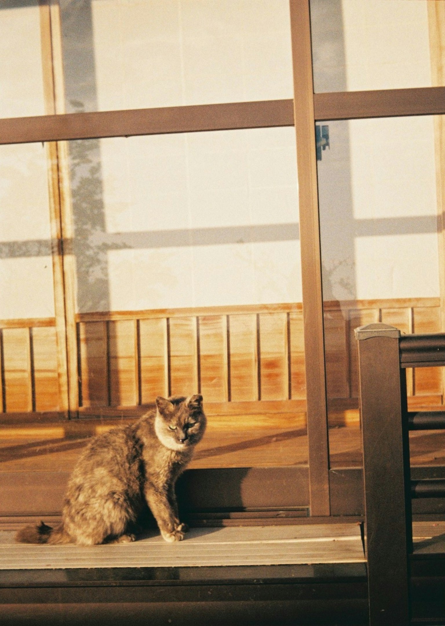 Chat calico assis près de la fenêtre avec un pont en bois
