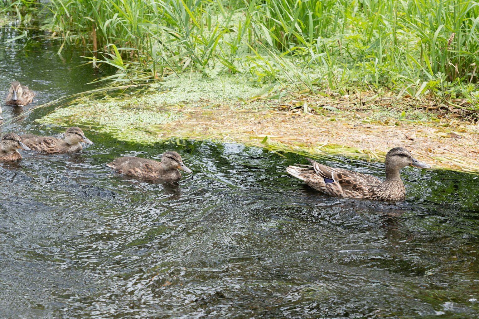 Grupo de patos nadando en un arroyo con hierba verde