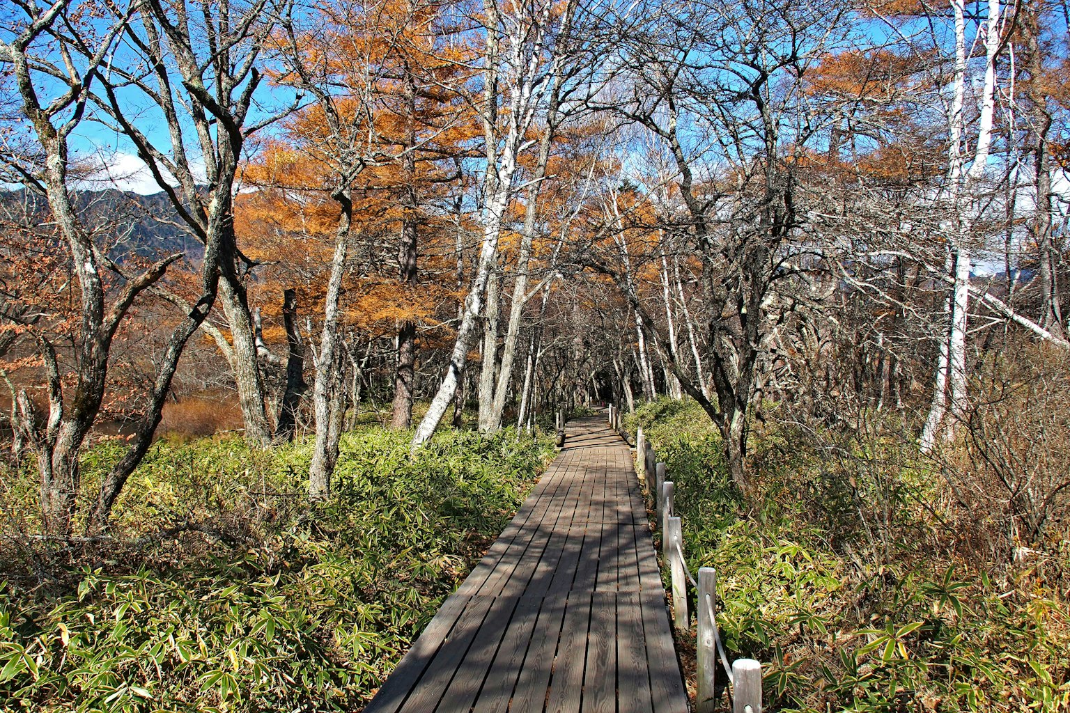 Wooden pathway through an autumn forest scene