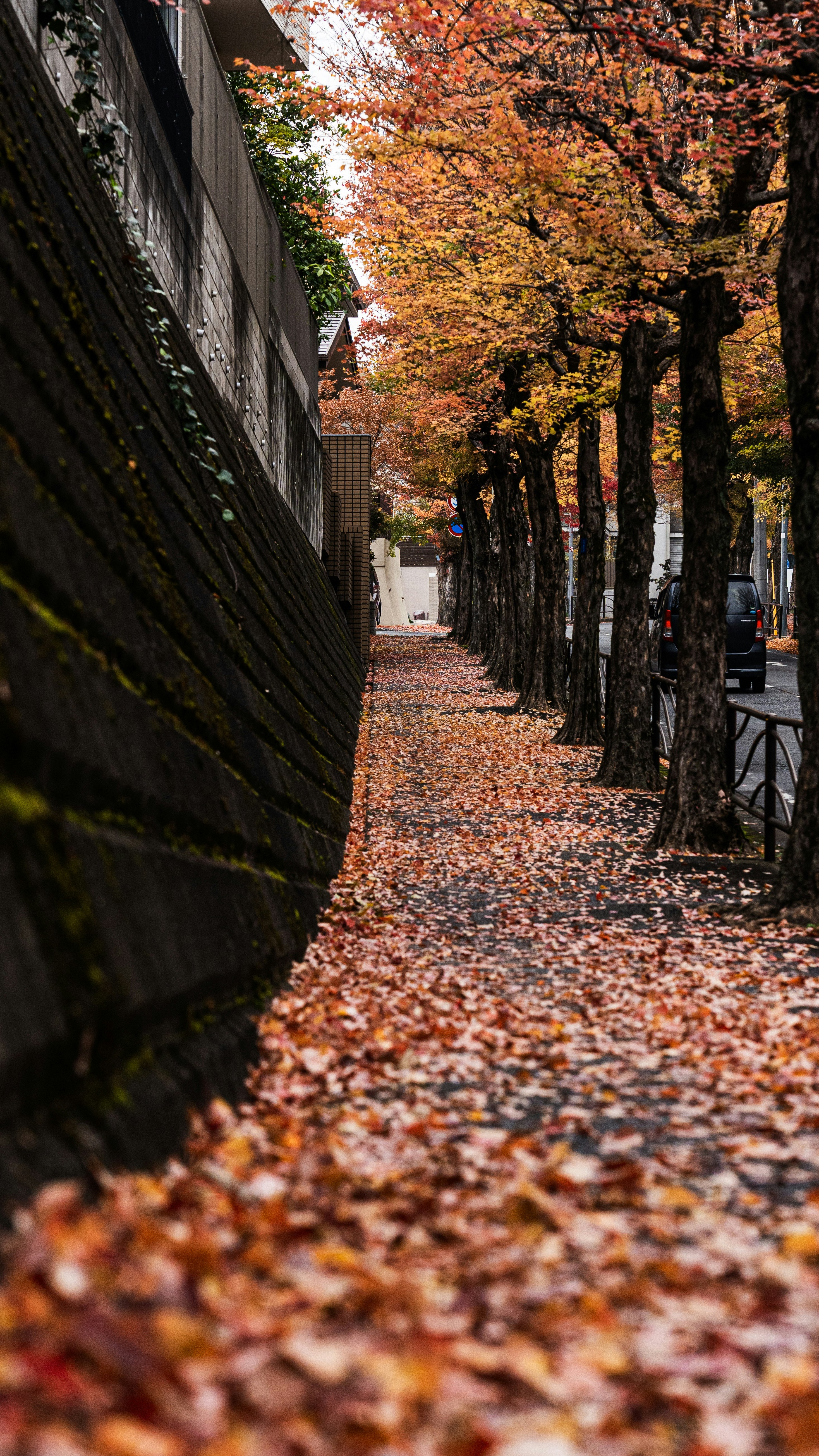 紅葉の落ち葉が敷き詰められた並木道を歩く人