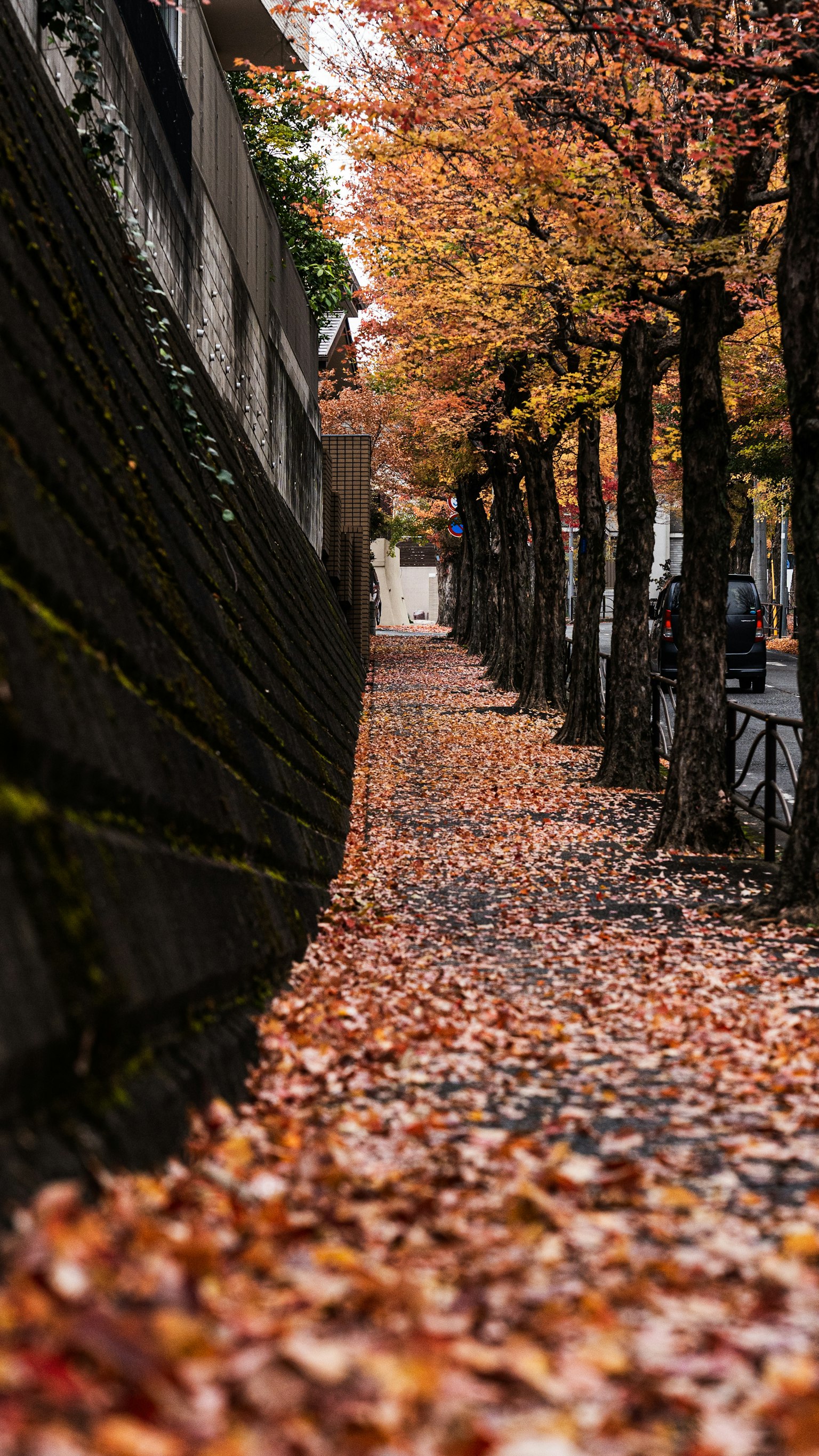 秋の色づいた葉が敷き詰められた歩道と並ぶ木々の風景