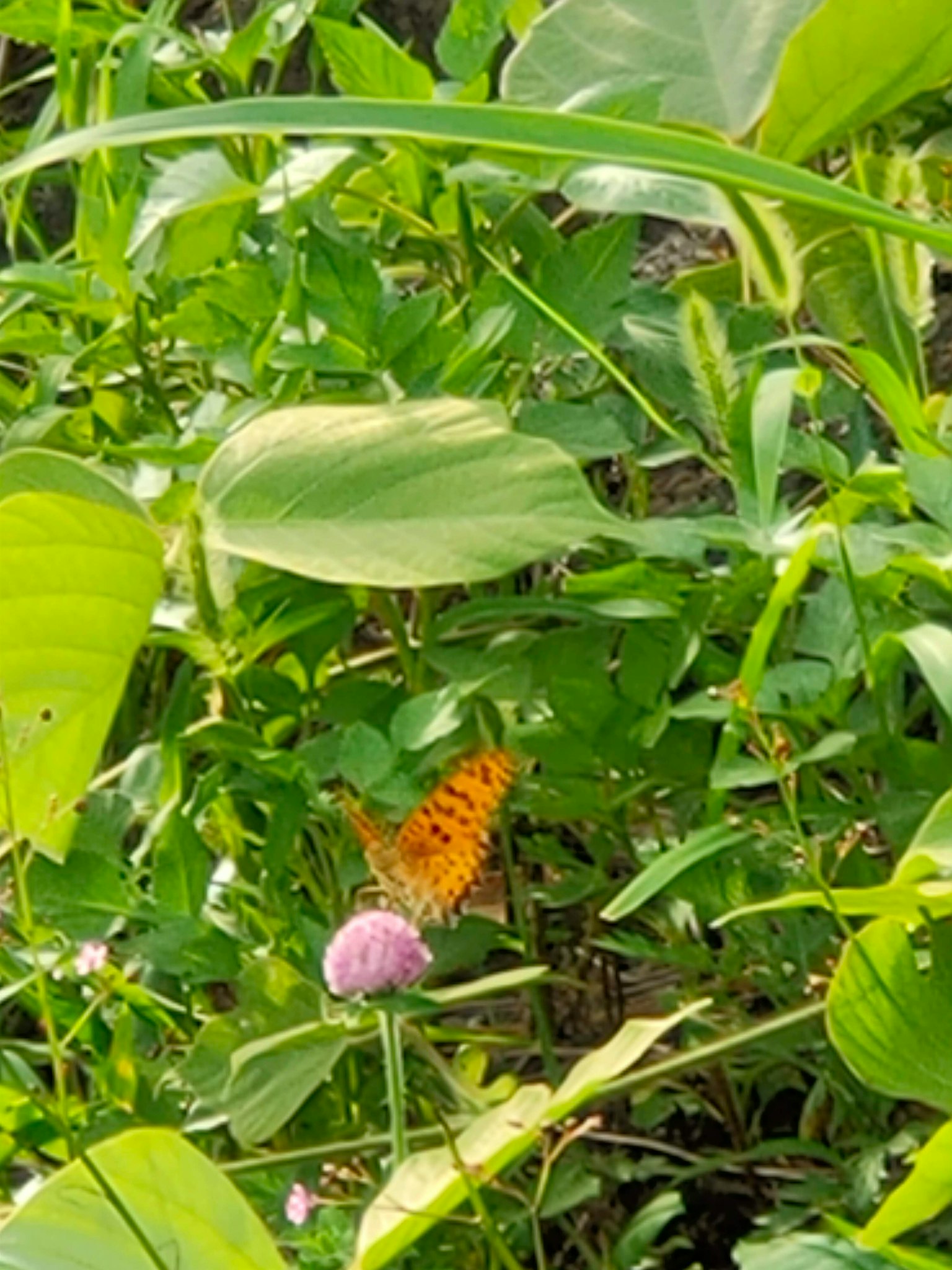 绿色叶子间的橙色蝴蝶和紫色花朵
