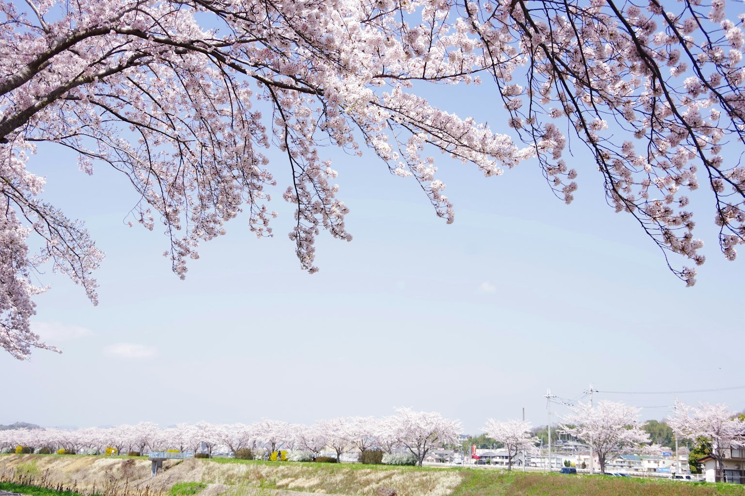 Pohon sakura yang mekar dengan langit biru dan pemandangan sungai